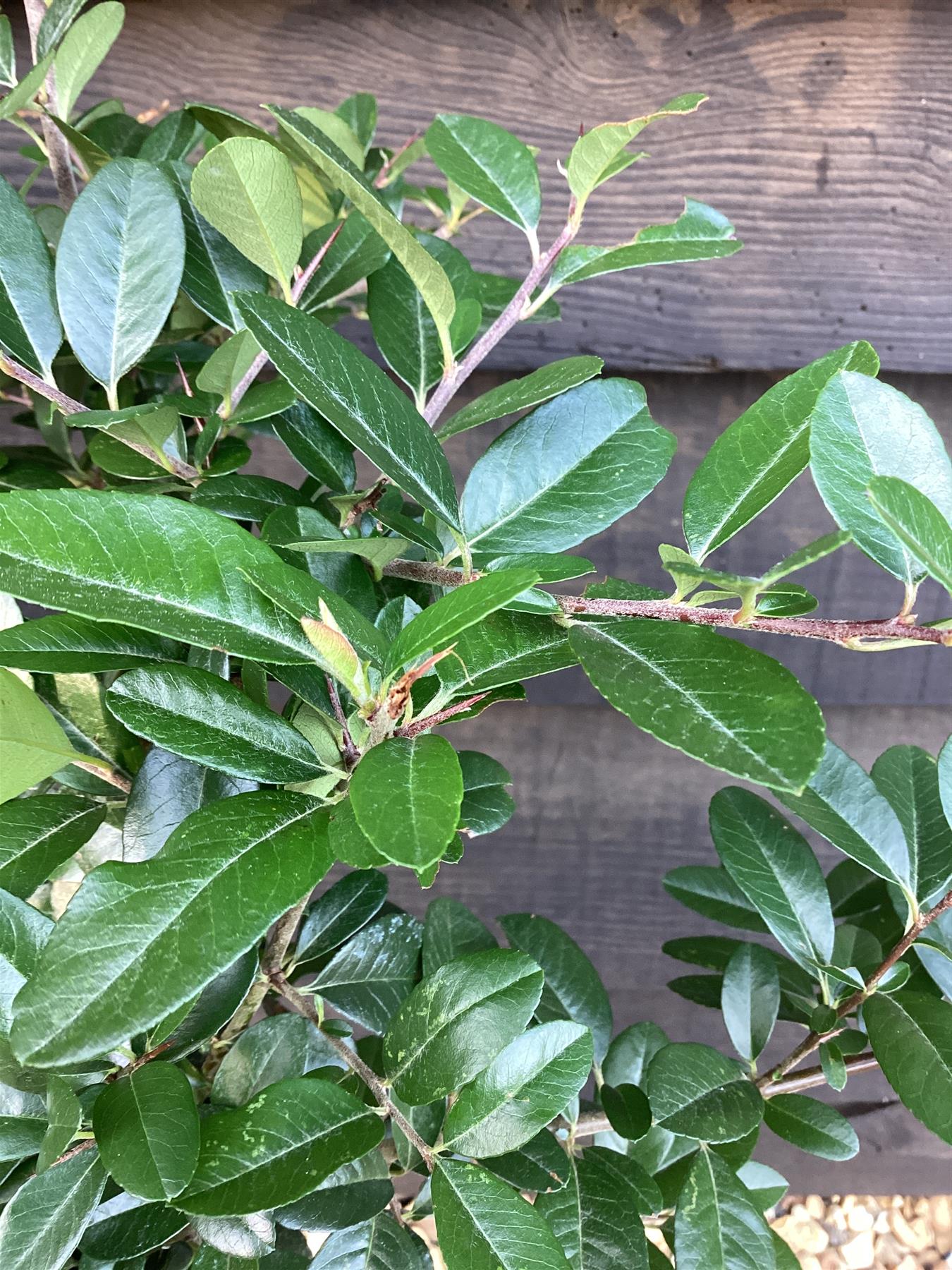 Pyracantha Mohave - 10-40cm, 2lt