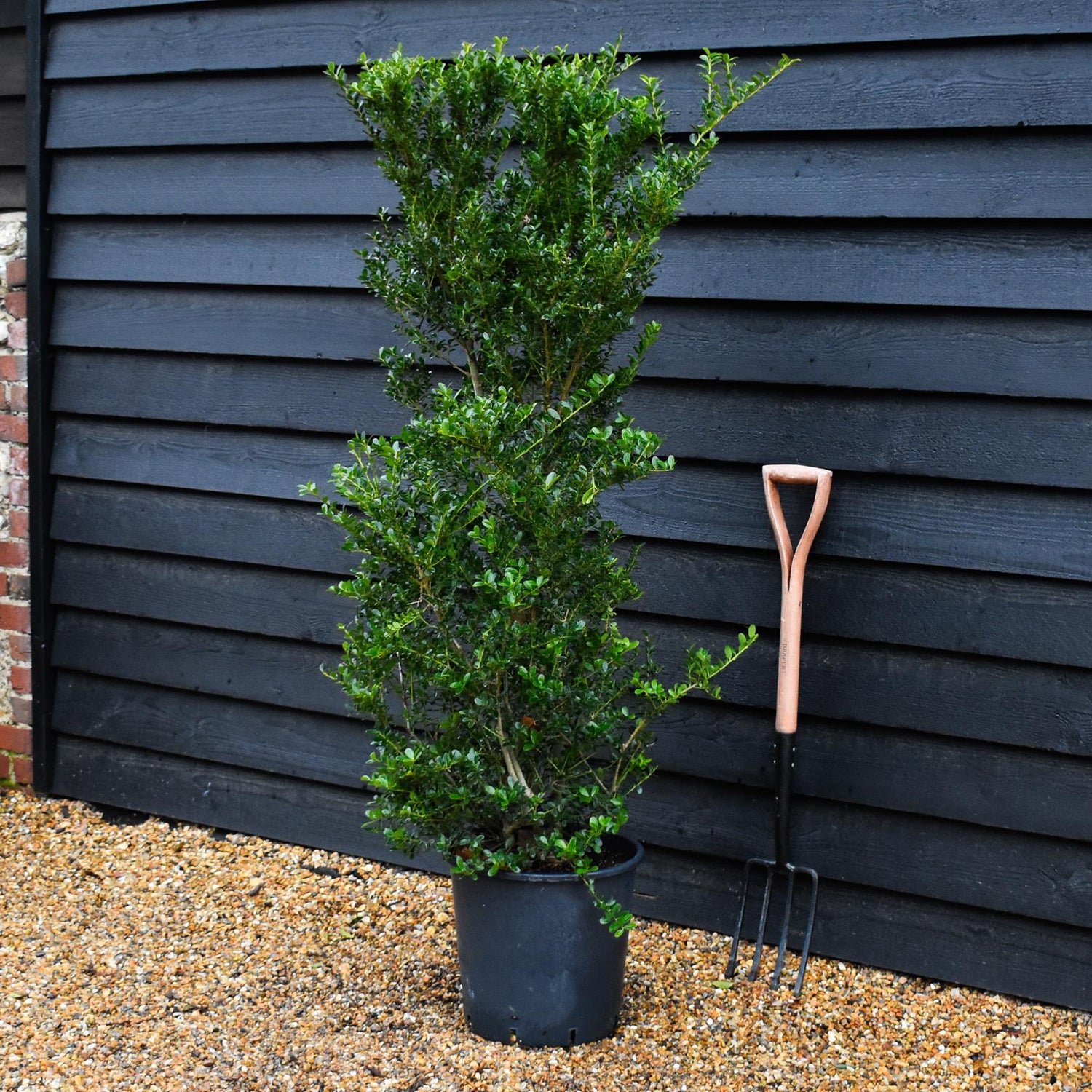 Ilex crenata 'Green Hedger' -  Height 140-150cm - 20lt