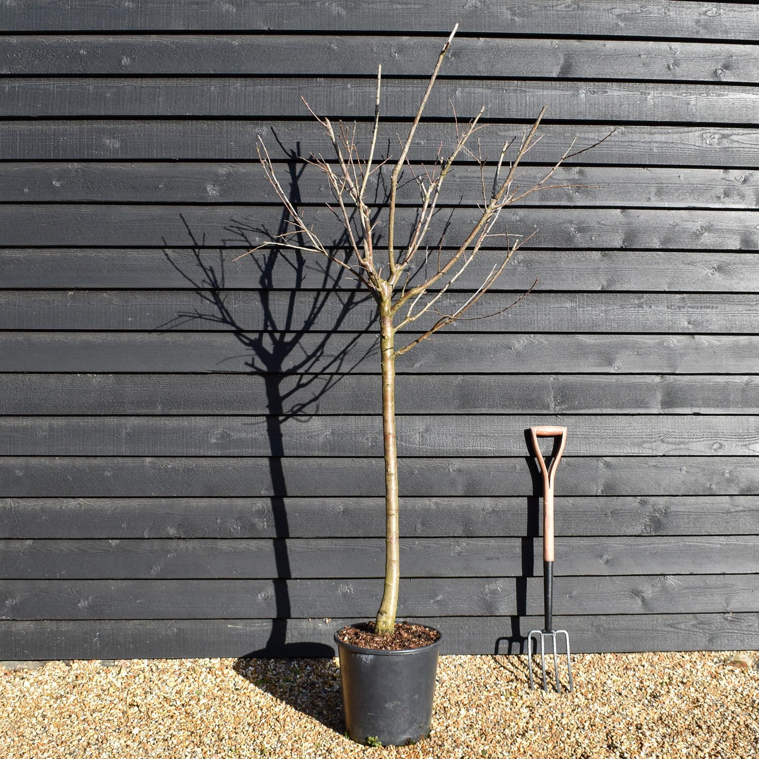 Plum | Prunus domestica 'Violet Regina Claudia' - Girth 10-12cm - Height 200-250cm - 30lt