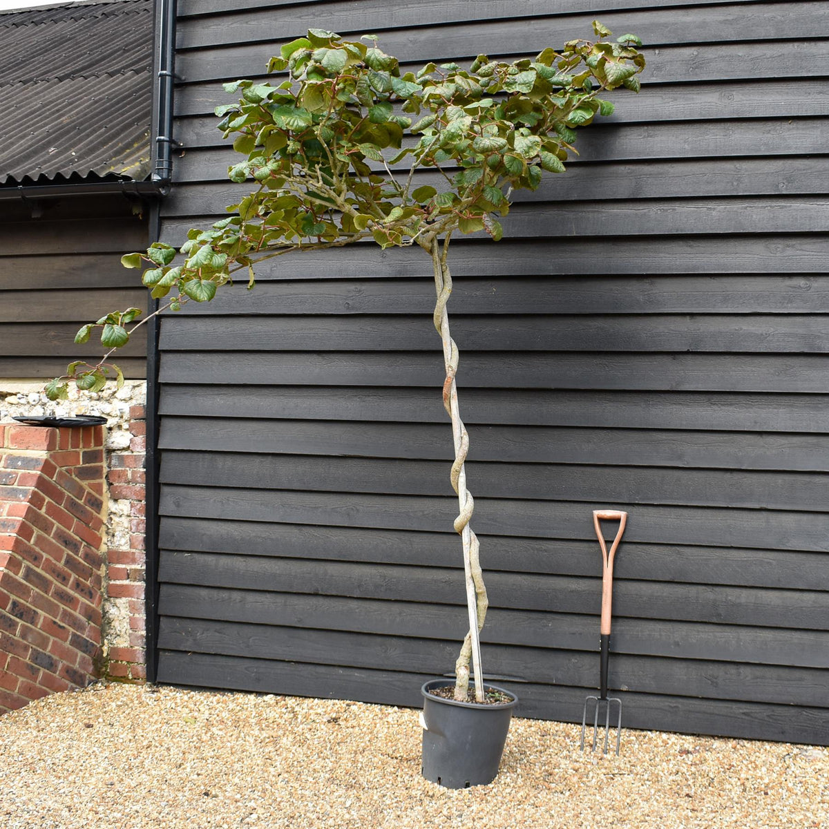Actinidia chinensis | Kiwi Fruit Tree - Height 150-180cm - 25lt