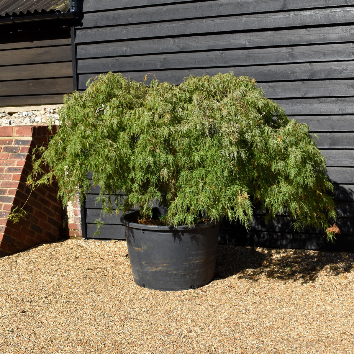 Acer palmatum Dissectum | laceleaf Japanese maple - Weeping - Clear Stem 90cm - Height 130-140cm - 230lt