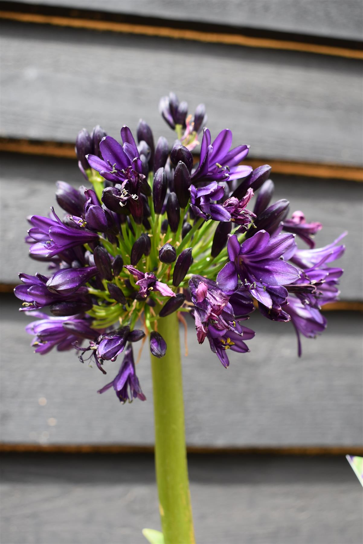 Agapanthus "Black Jack" | African Lily - Height 60-80cm - 5lt