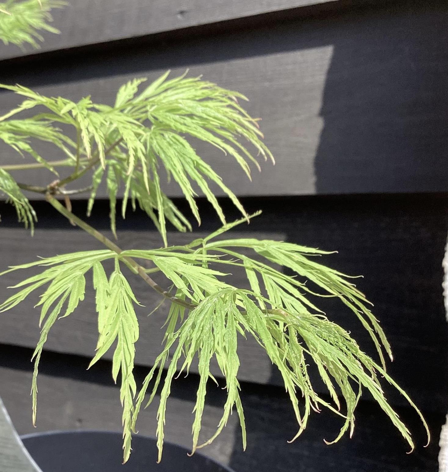 Acer dissectum | Weeping Japanese Maple - Height 160cm - 160lt