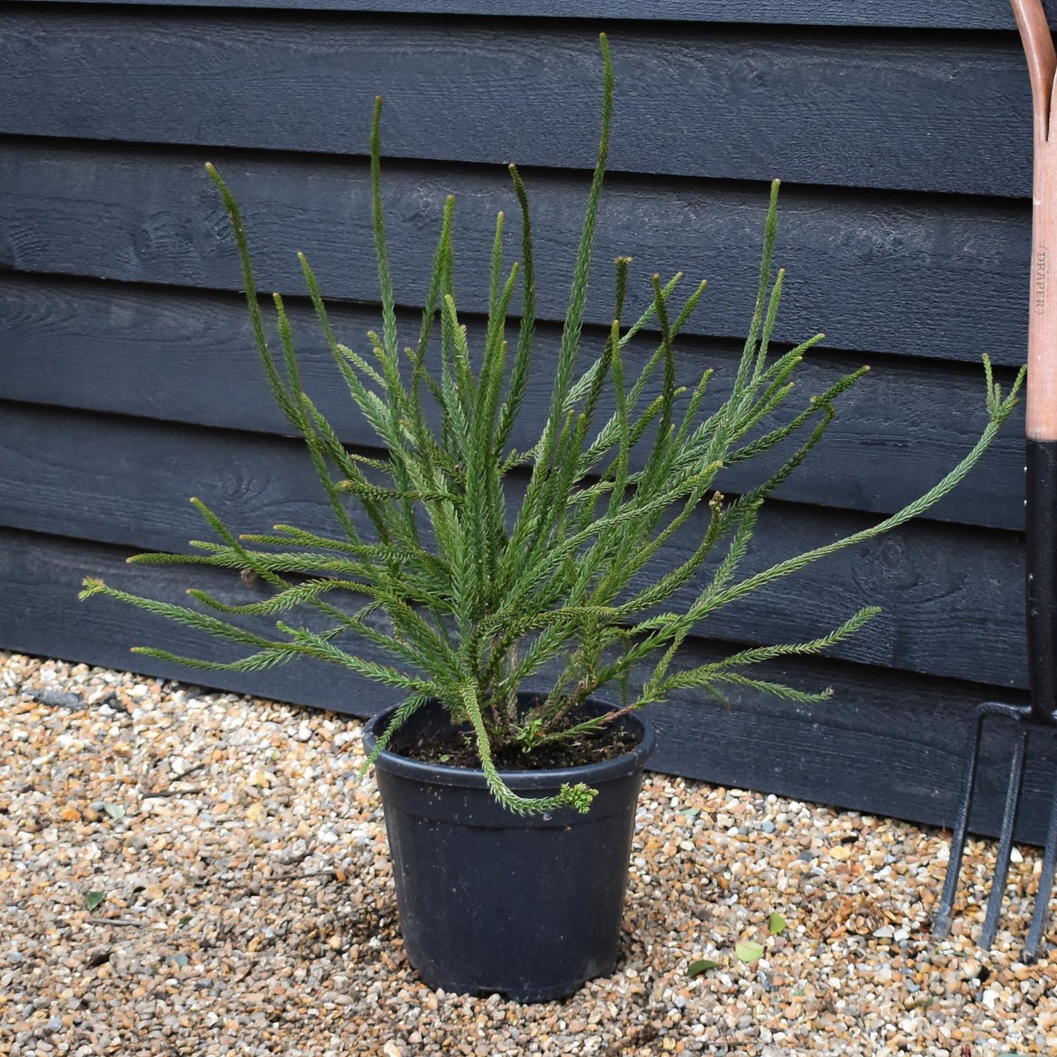 Cryptomeria japonica Araucarioides | Snake Branch Japanese Cedar - Height 60-70cm - 10lt