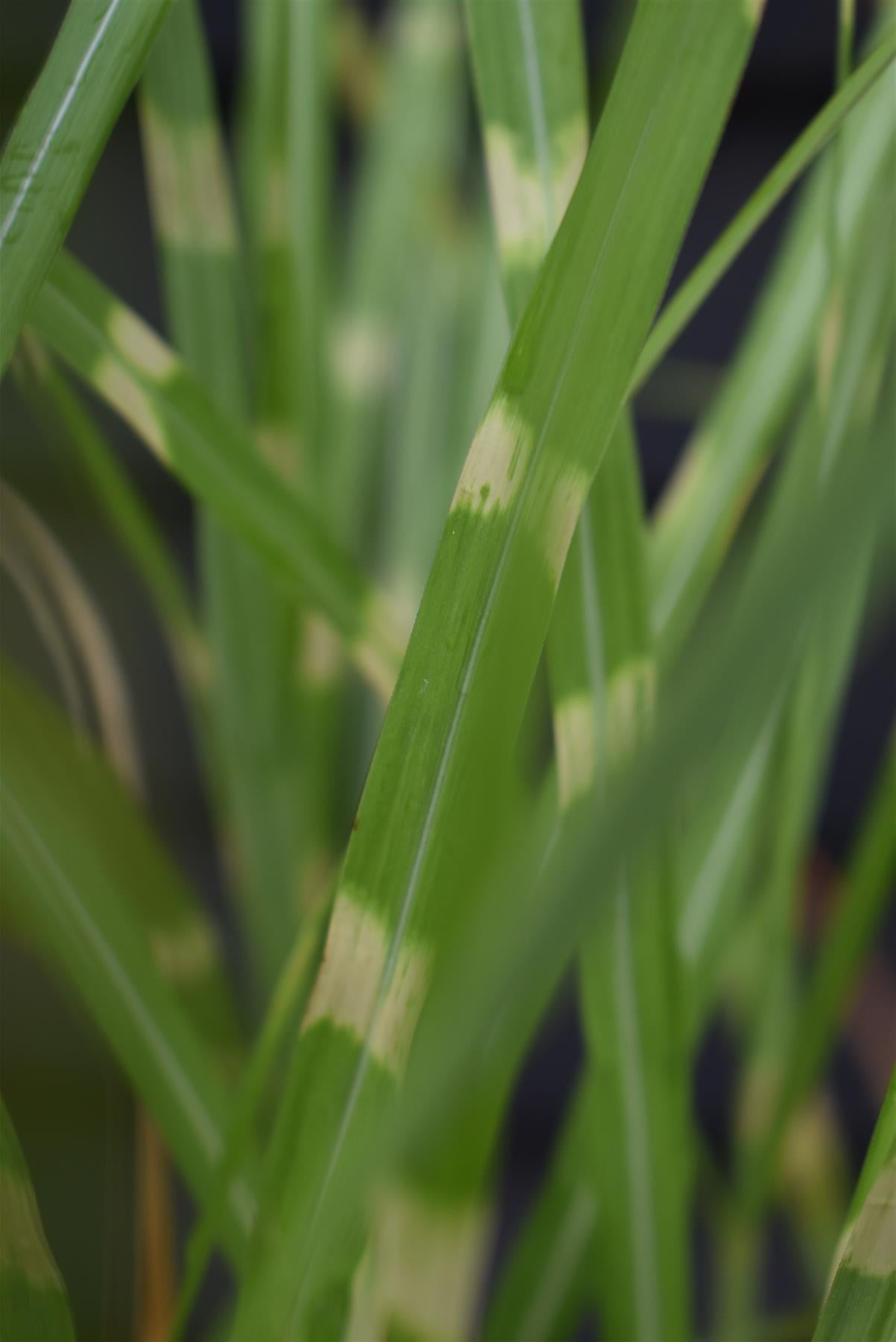 Miscanthus sinensis 'Strictus' | Eulalia 'Strictus' - 20lt