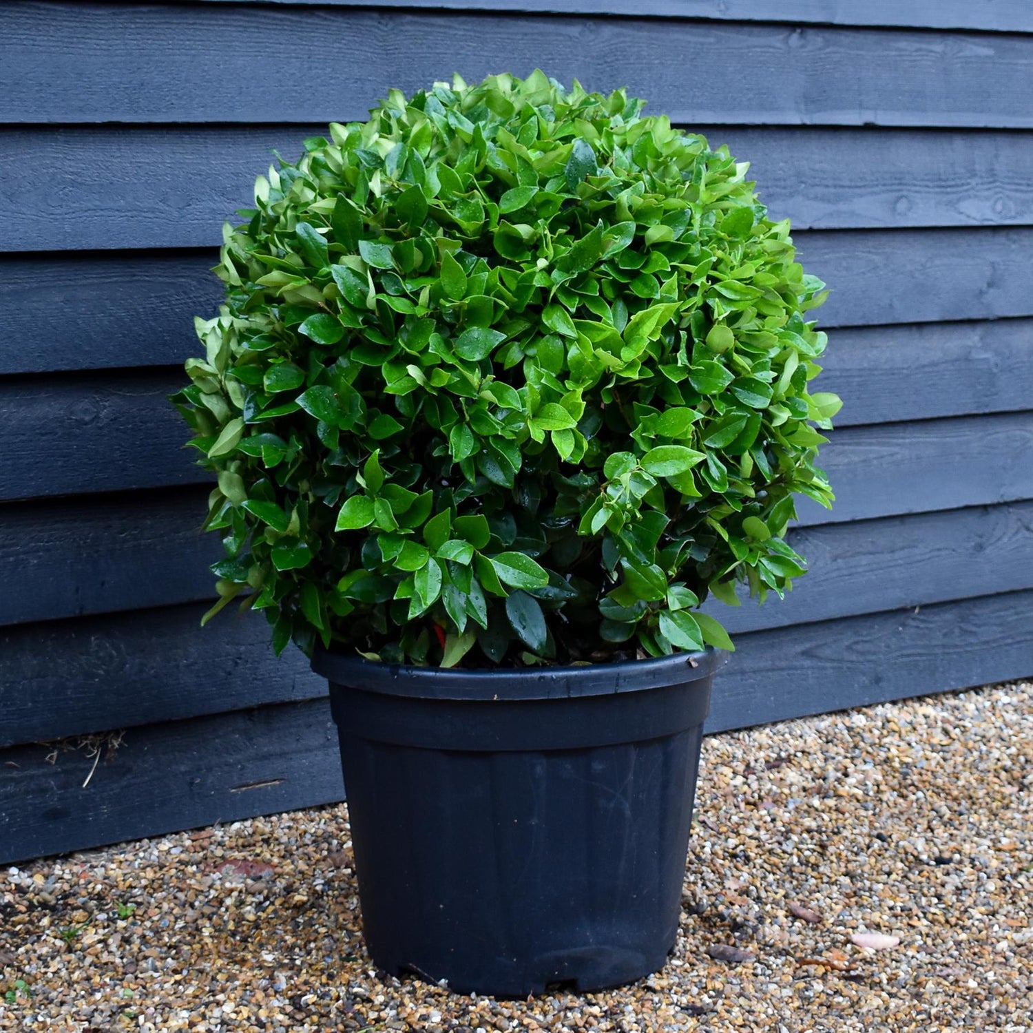 Japanese Privet tree | Ligustrum japonicum - Clear Stem 180cm - Height 220-260cm - Girth 8-10cm - 30lt