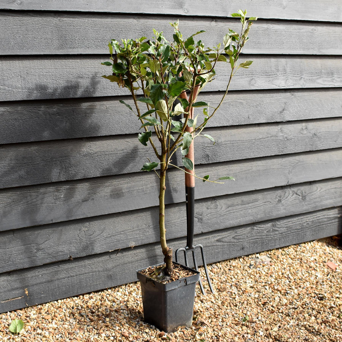 Apple tree 'Cox Orange Pippin' | Malus domestica - Patio Rootstock - Height 80-100cm - 7lt
