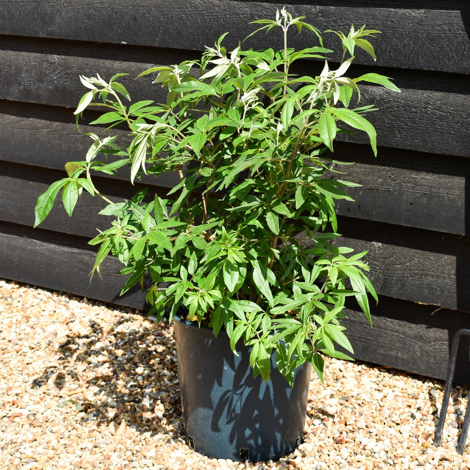 Vitex agnus-castus 'Latifolia'| Chaste tree - Height 90-110cm - 10lt