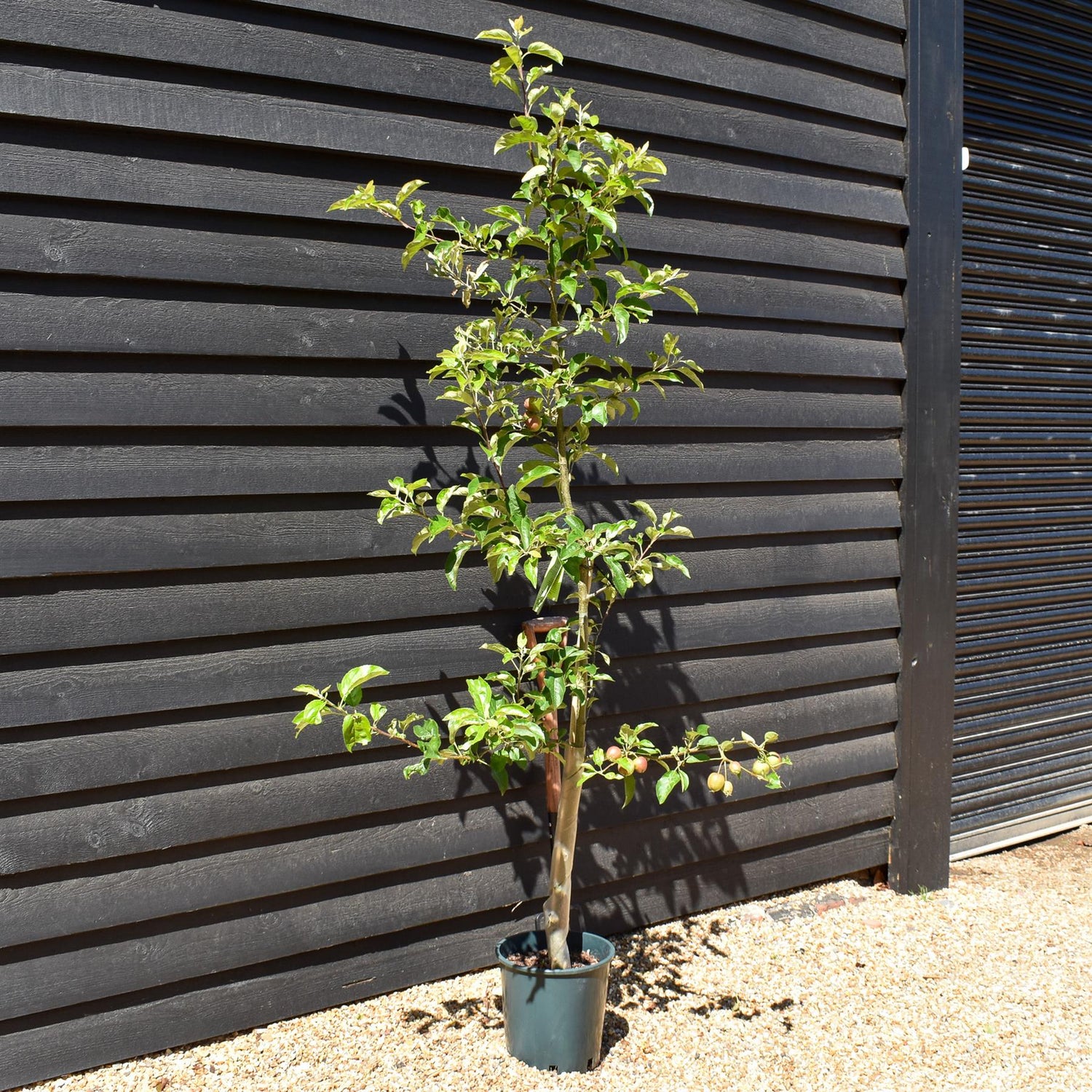 Apple tree 'Golden Delicious' | Malus Domestica - M106 - Semi-Dwarfing - 160-180cm - 10lt