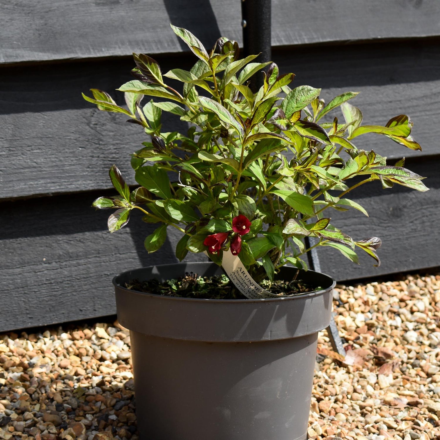 Weigela 'Camouflage' - 30-60cm - 5lt