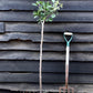 Plum tree Japanese - Santa Rosa | Prunus domestica - 100-120cm - 10lt