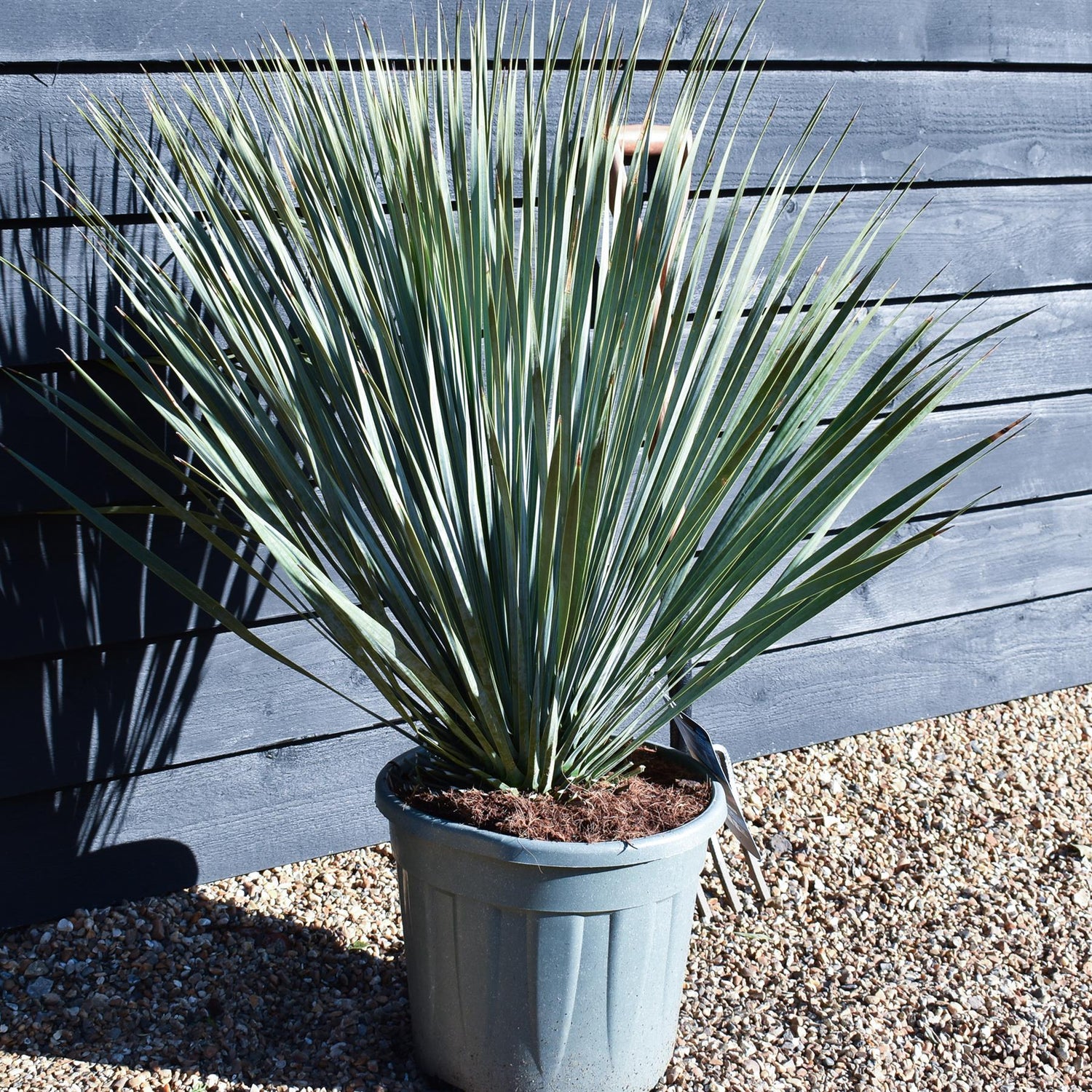 Yucca rostrata | Blue Beaked Yucca - Height 70-90cm - 20lt