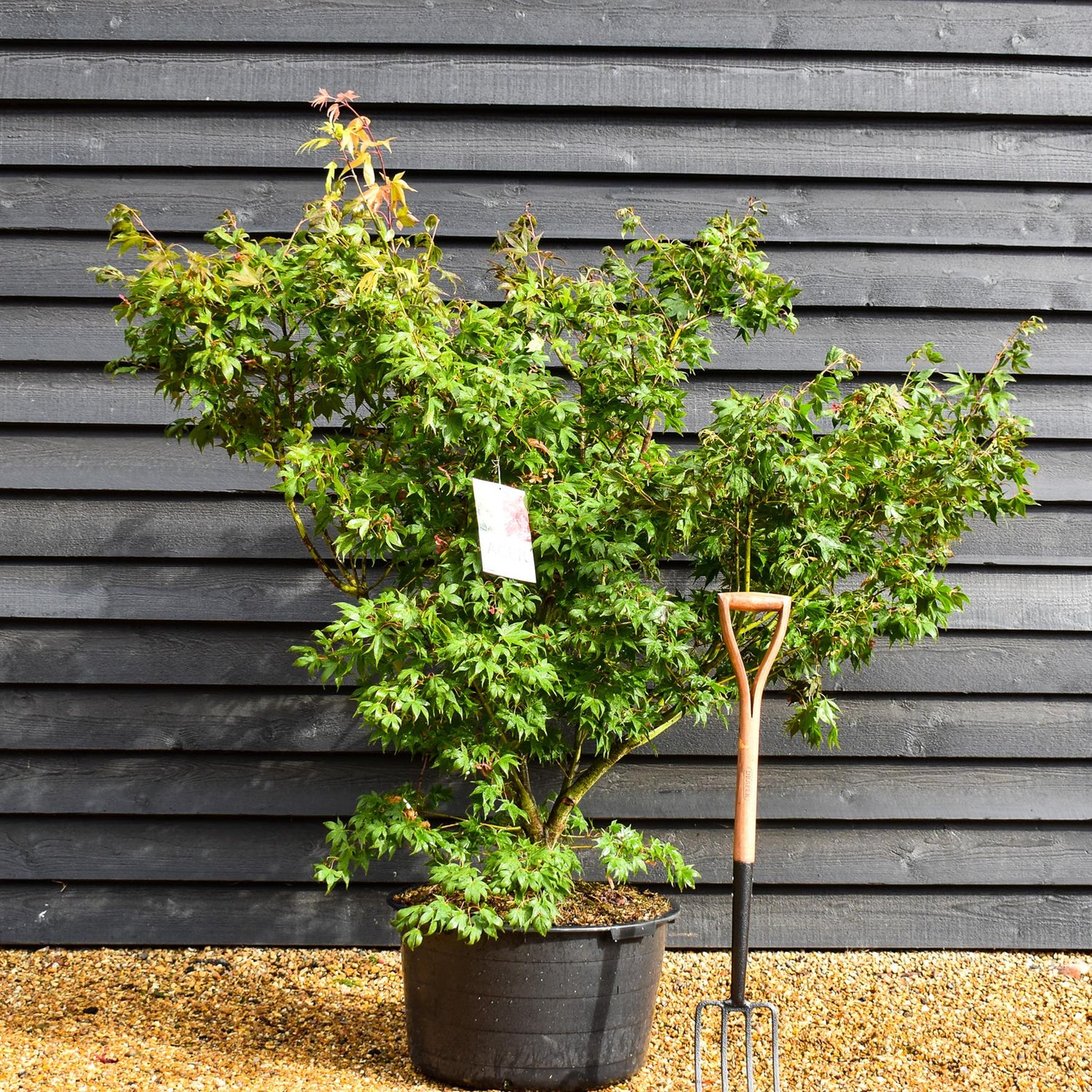 Osakazuki Japanese maple | Acer palmatum 'Osakazuki' |   -  Height 150-160cm - Width 150-200cm - 65lt