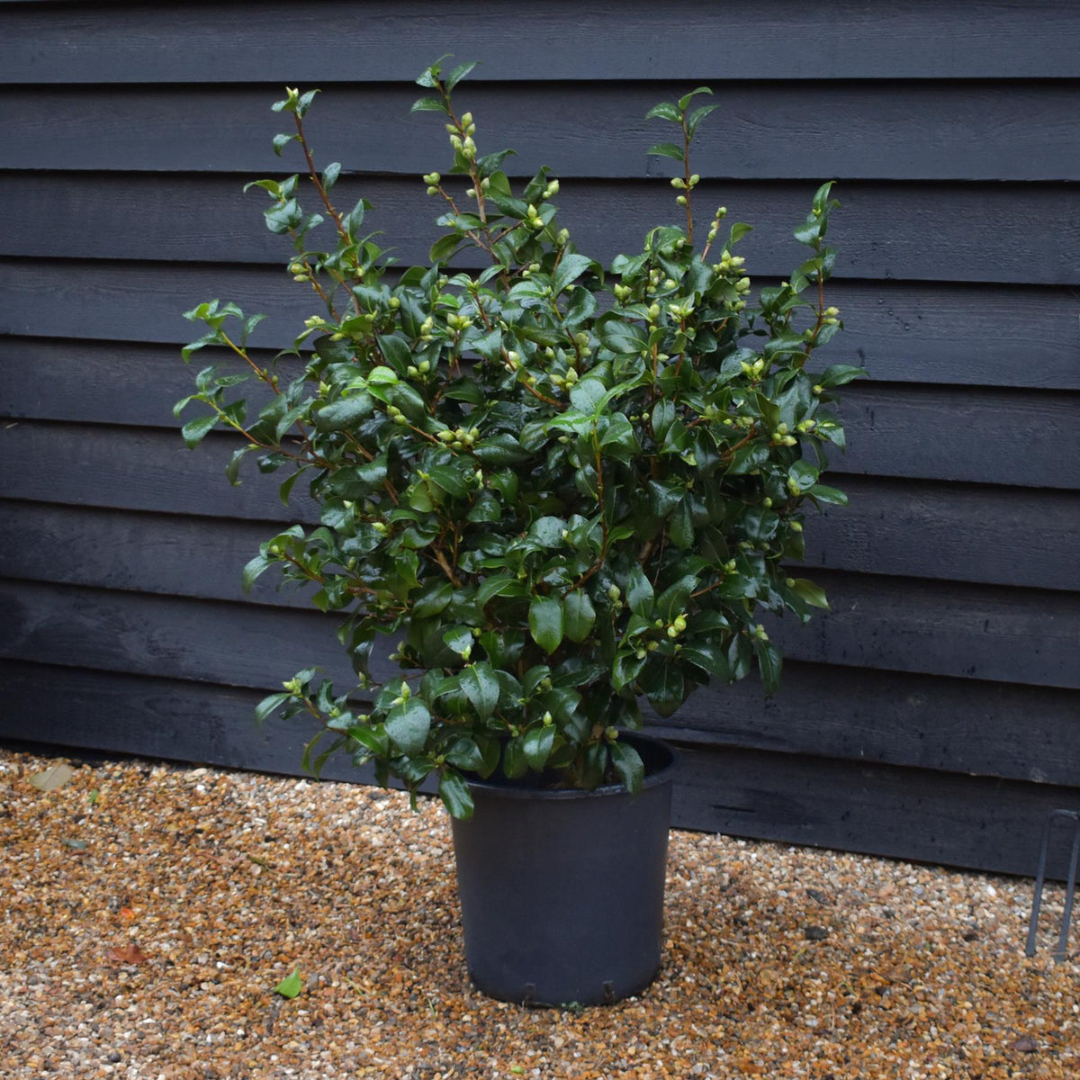 Camellia Brushfields Yellow - Height 80-100cm - 25lt