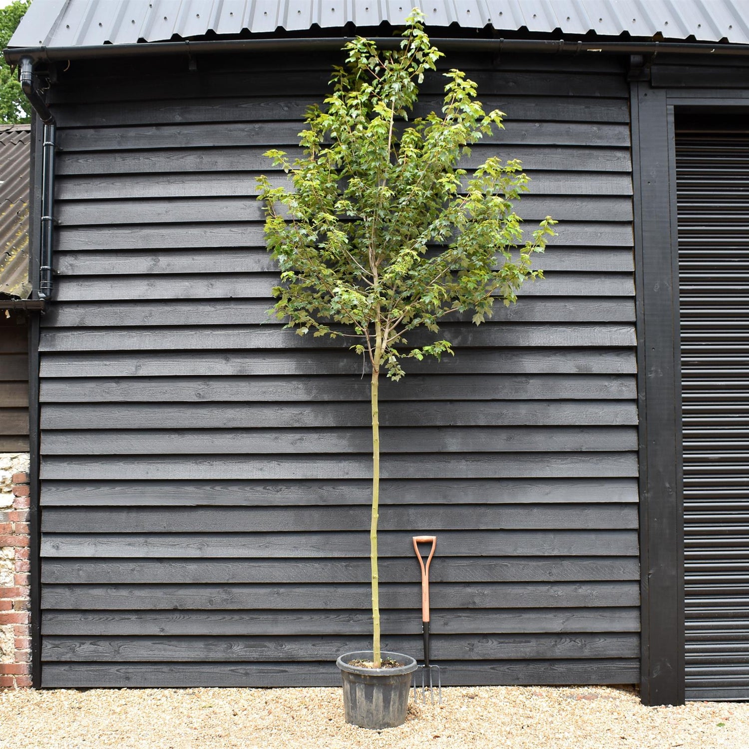 Red Maple | Acer rubrum 'Autumn Flame' - Clear Stem - Height 320-350cm - Girth 8-10cm - 40lt