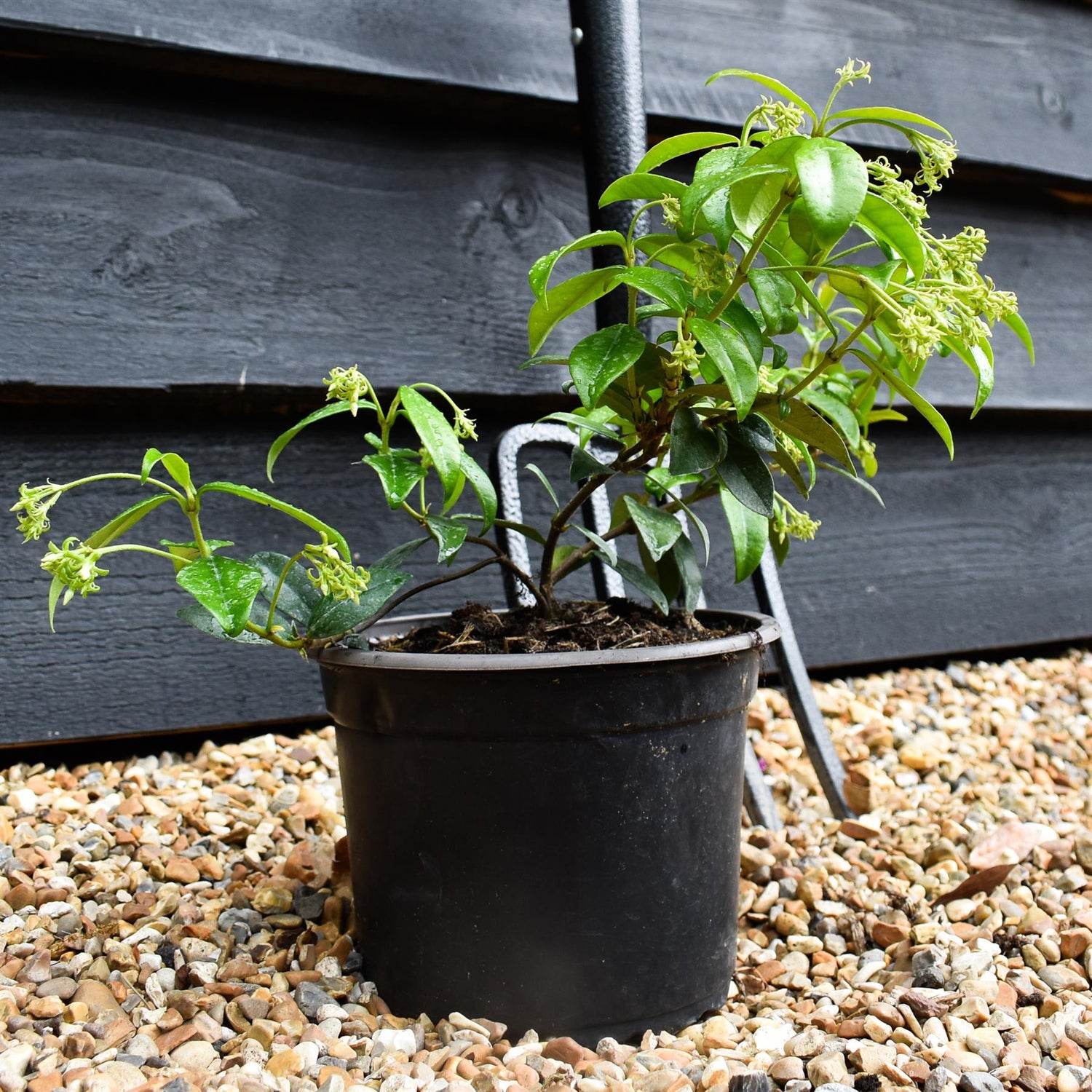 Trachelospermum jasminoides - Height 25-35cm- Climber - 2lt