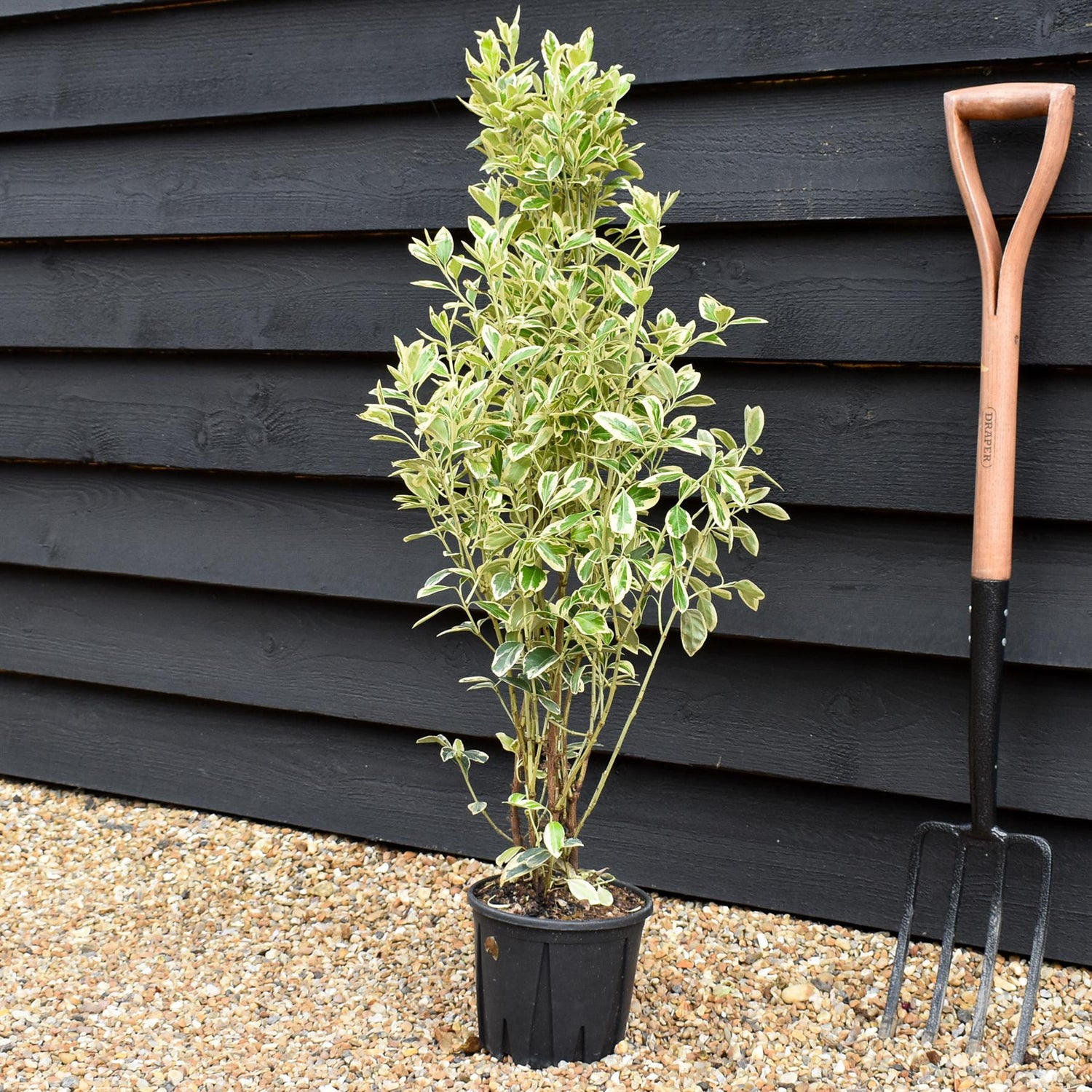 Euonymus japonicus 'Bravo' - Height 70-90cm - 3lt