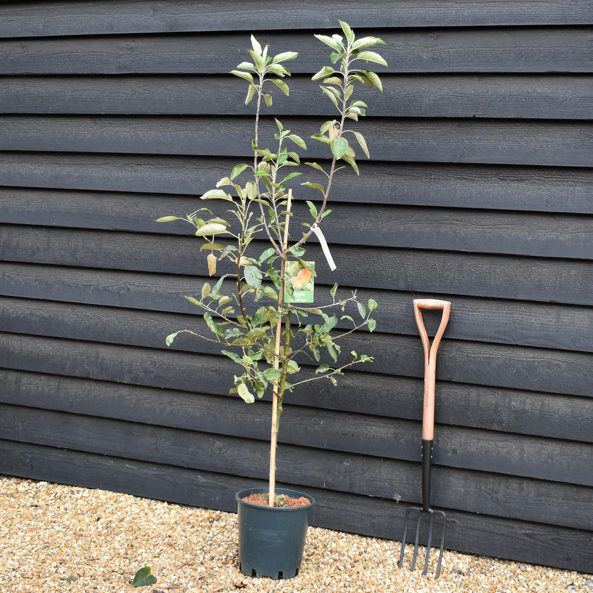 Apple tree 'Fiesta' | Malus domestica - M26 -  Semi-Dwarfing - Height 160-180cm - 12lt