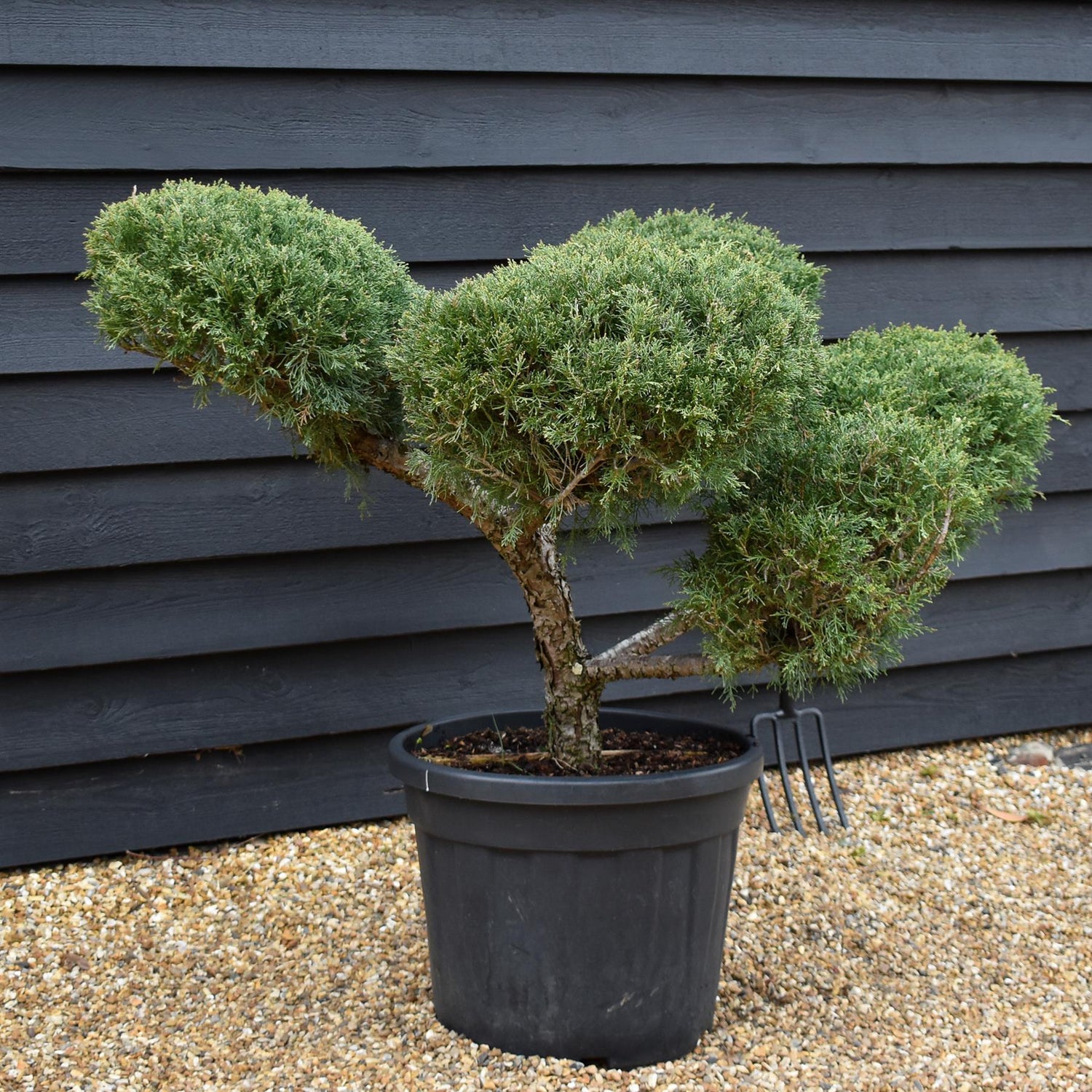 Juniperus chinensis 'Glauca' - Bonsai - Height 120cm - Width 150cm - 55lt