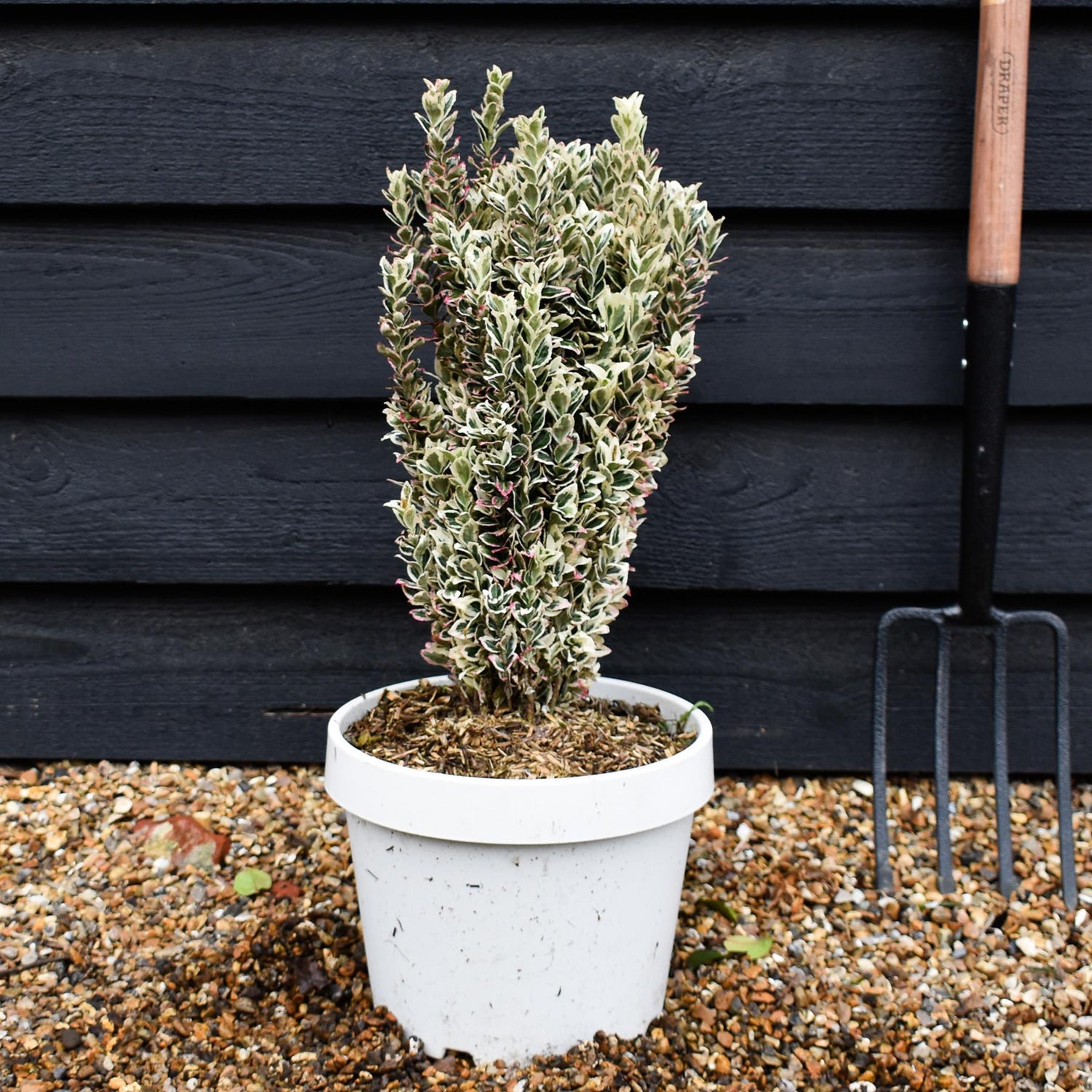 Euonymus japonicus 'White Spire' - Shrub -  Height 40-50cm - 7lt
