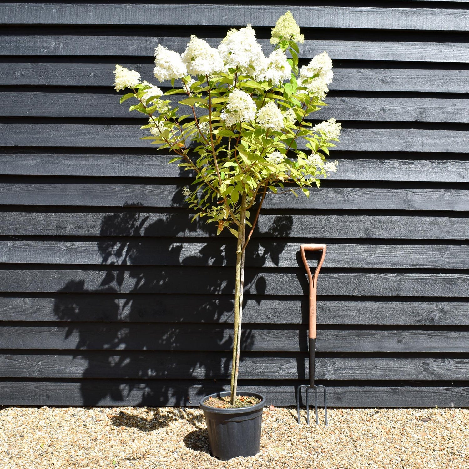 Hydrangea paniculata 'Early Harry' -  Clear Stem 90-100cm - Height 140-160cm - 15lt