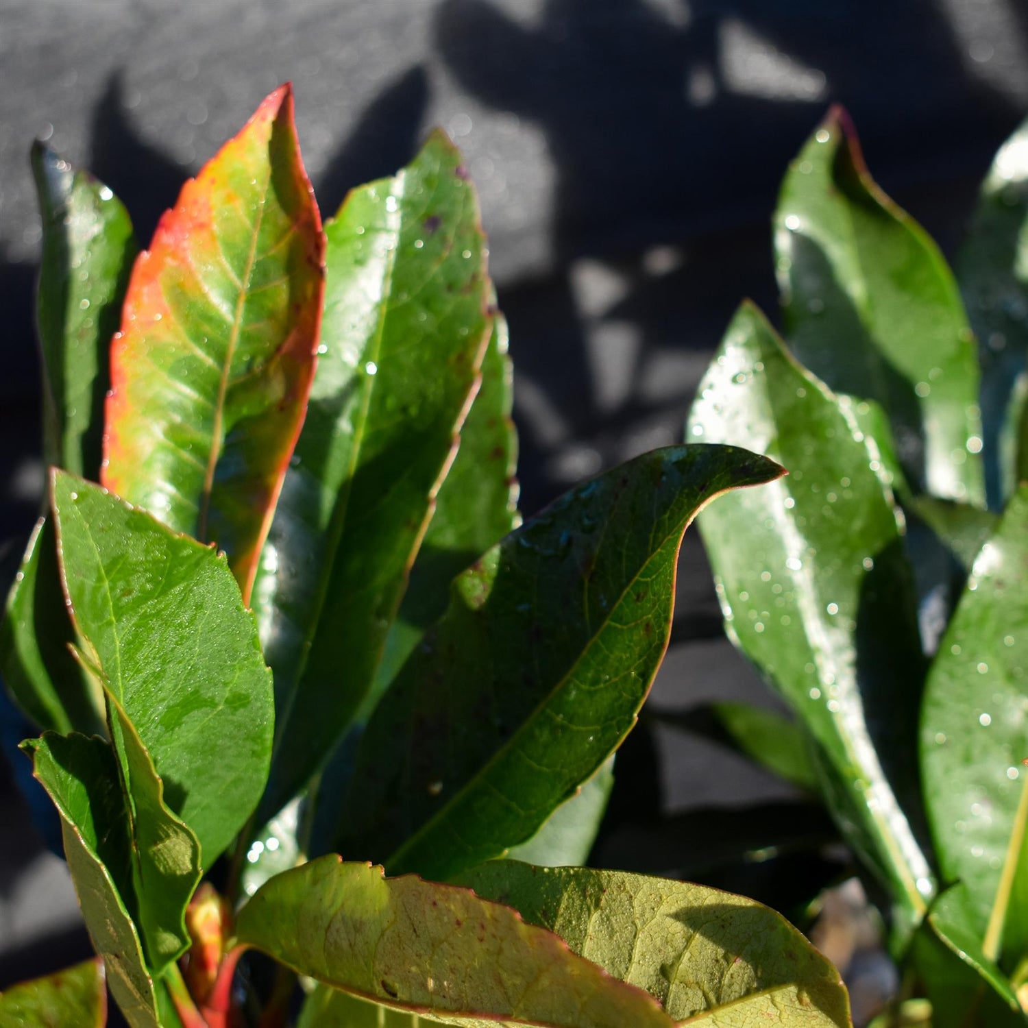 Eriobotrya japonica 'Coppertone' | Coppertone Loquat Tree - Shrub - Height 40-50cm - 10lt