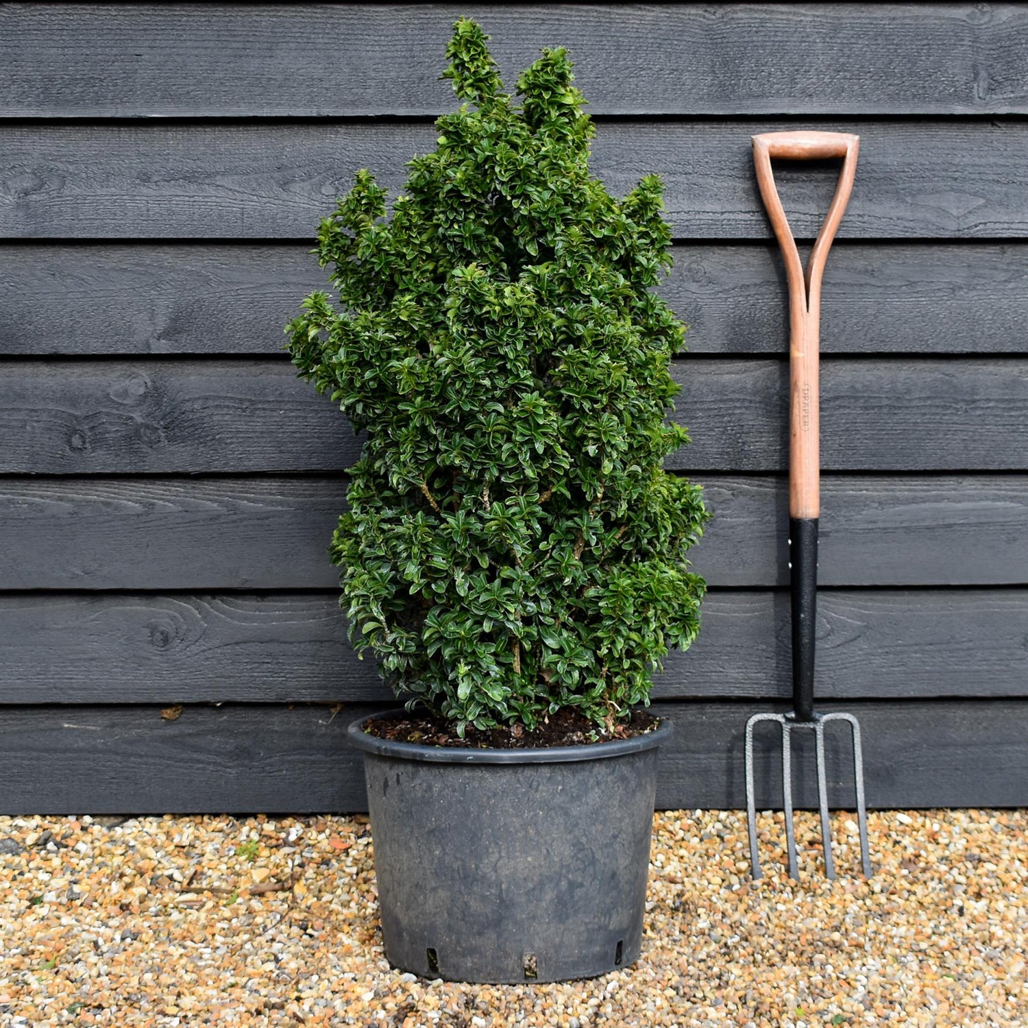 Euonymus japonicus 'Green Spire' - Height 80-90cm - 30lt