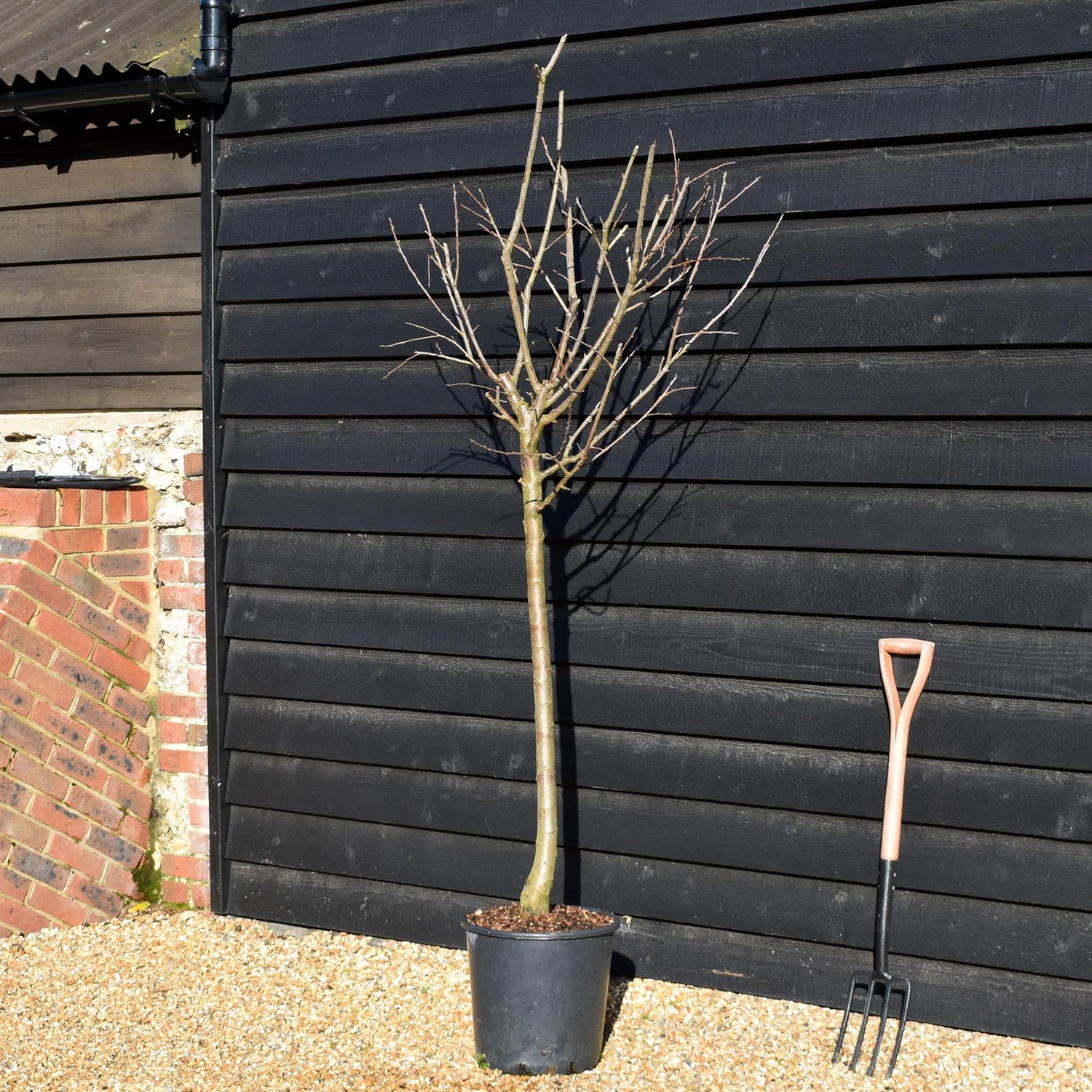 Plum | Prunus domestica 'Violet Regina Claudia' - Girth 10-12cm - Height 200-250cm - 30lt