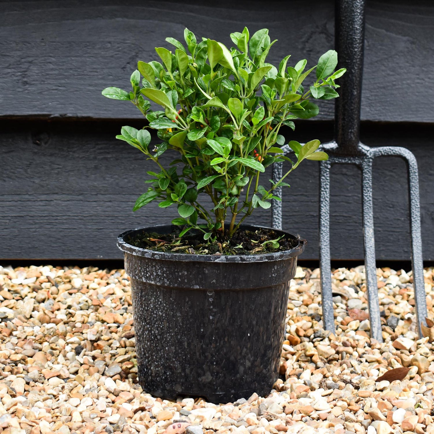 Jacobinia pauciflora - Height 15-25cm - Shrub - 2lt