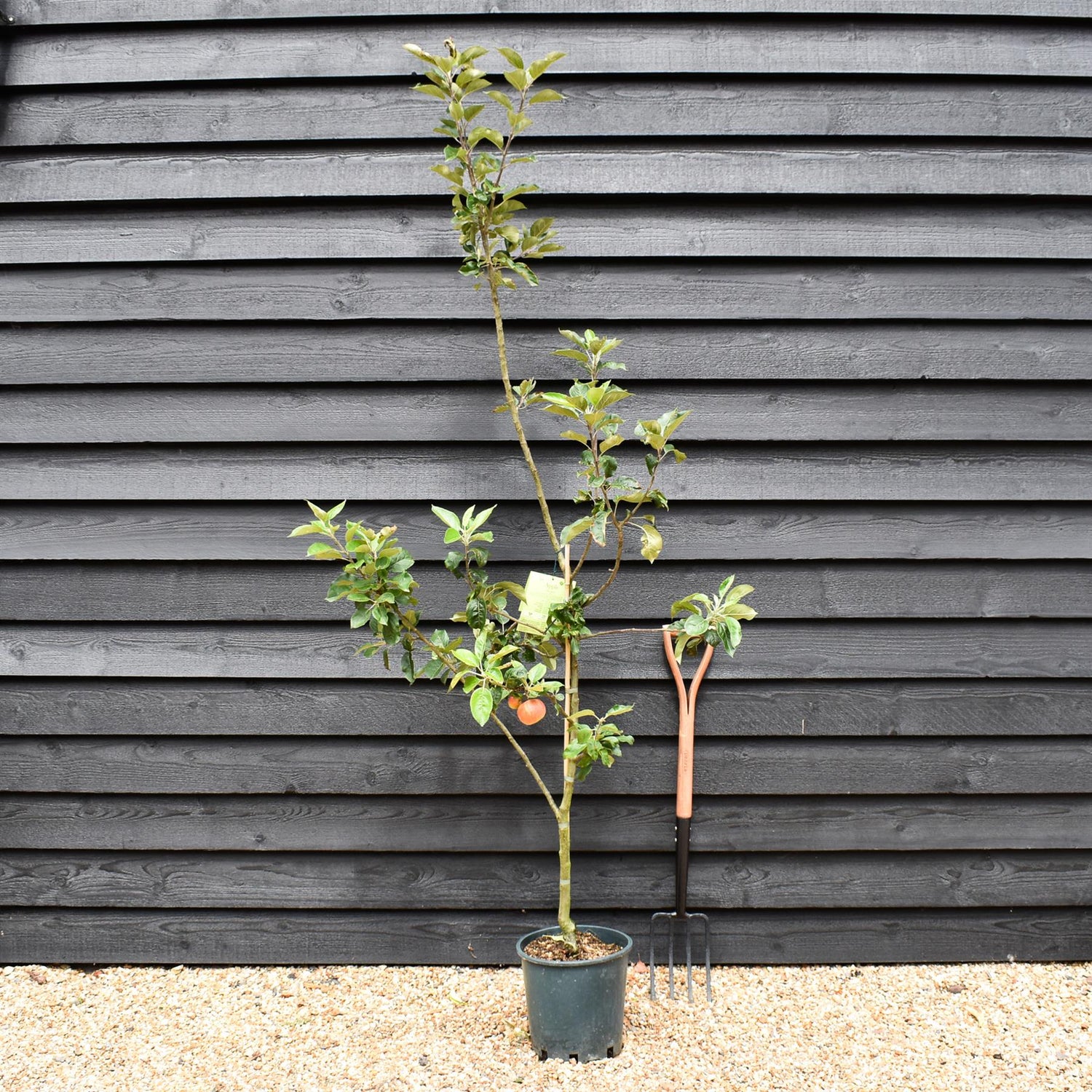 Apple tree 'Discovery' | Malus domestica - 130-140cm - 10lt