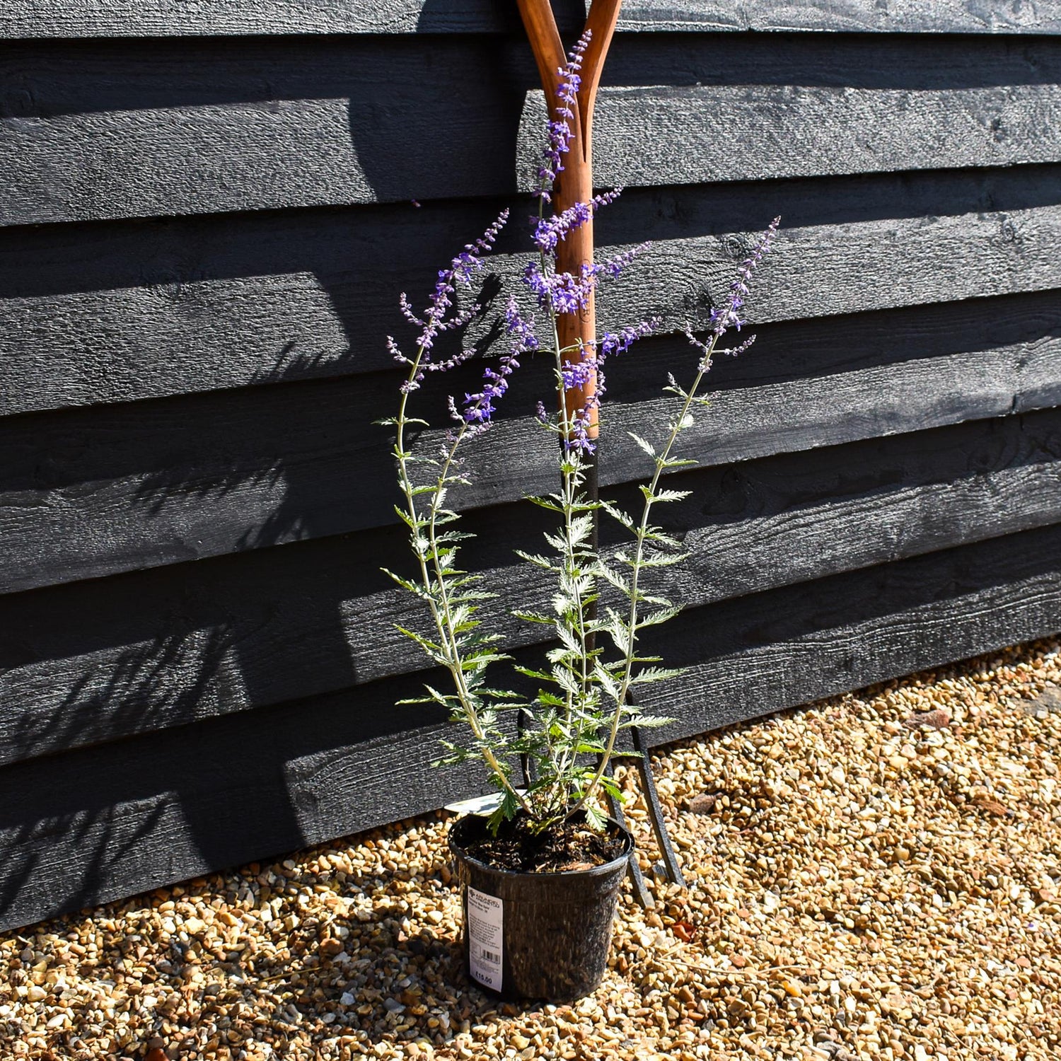 Perovskia 'Blue Spire' - Height 15-25cm - 2lt