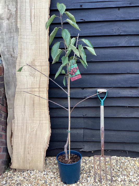 Cherry 'Stella' on Gisela | Prunus avium - Dwarfing - 140-150cm - 12lt