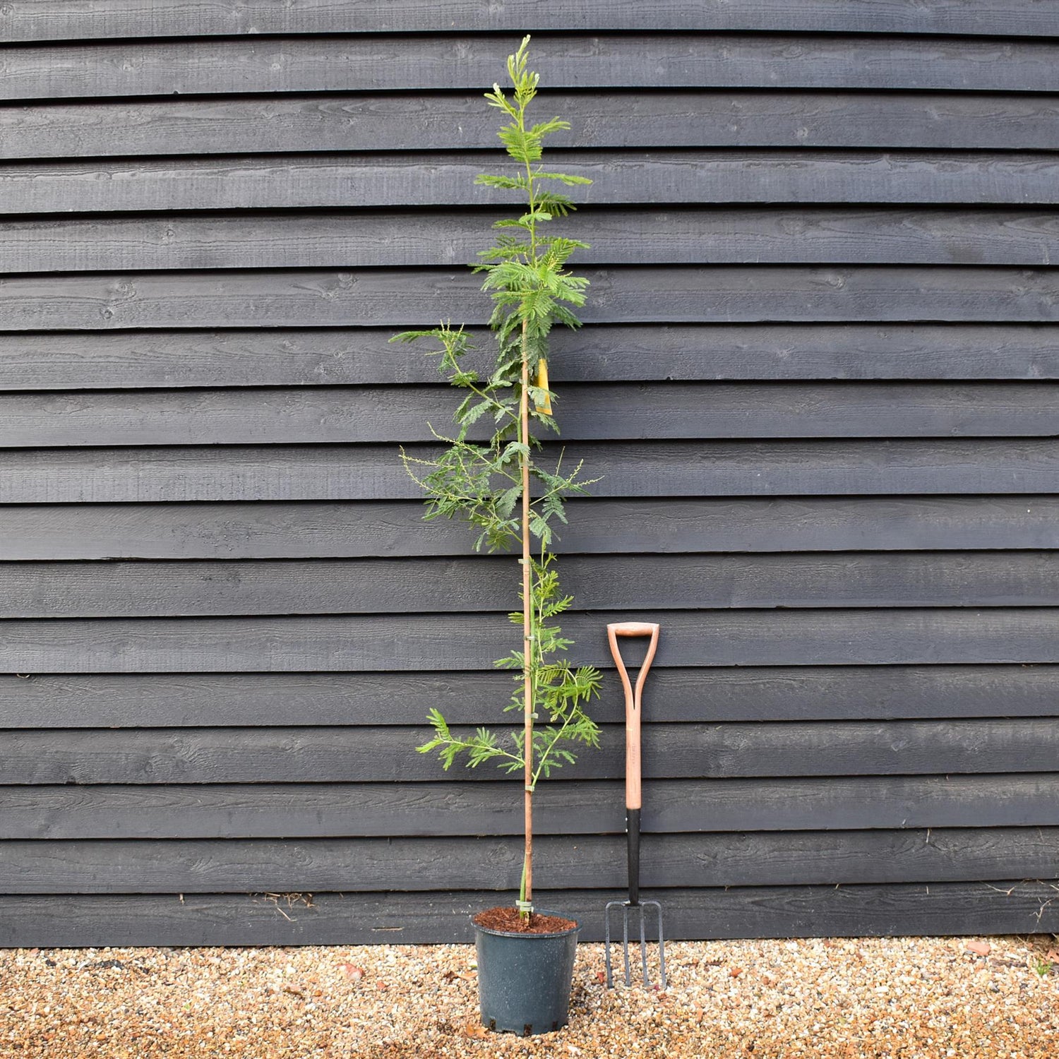 Acacia dealbata 'Gaulois Astier' | Mimosa Tree - Height 140-180cm, 10lt