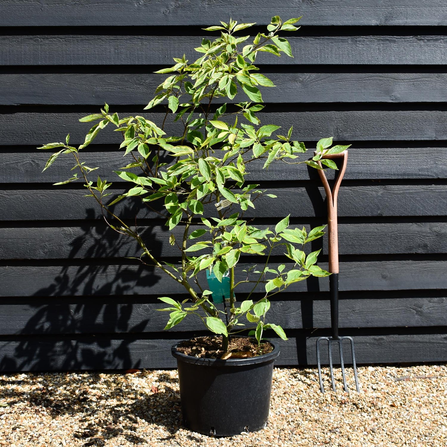 Cornus alba 'Gouchaultii' | Dogwood - Shrub - Height 90-120cm - 20lt