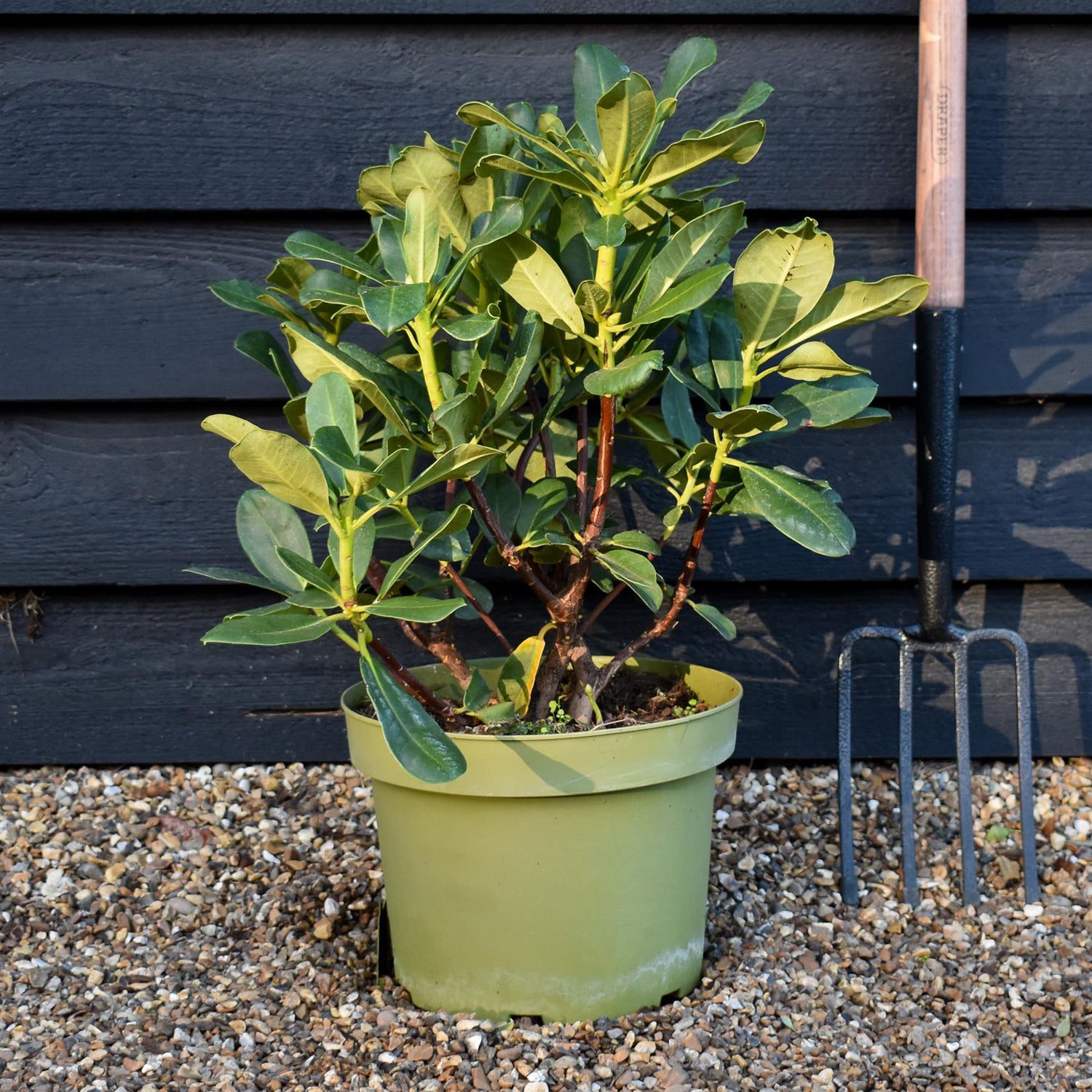 Rhododendron Yellow Flower - Shrub - Height 50-60cm - 10lt