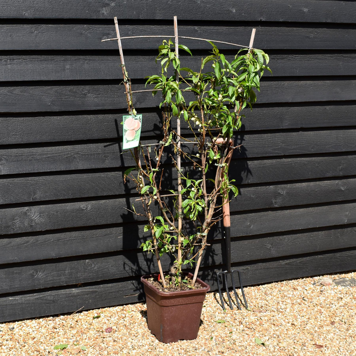 Peach peach | Prunus persica 'Redhaven' - Frame - Height 135cm - 15lt