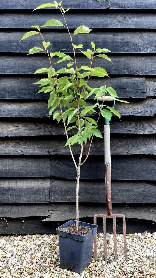 Prunus serrulata 'Kanzan' | Cherry ‘Kanzan’ - 100-120cm, 7lt
