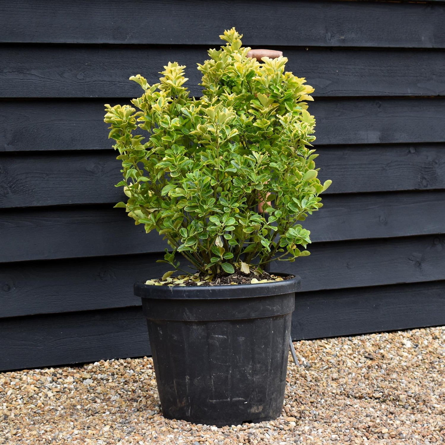 Euonymus Japonicus 'Aureomarginatus' - Height 70-80cm - 35lt
