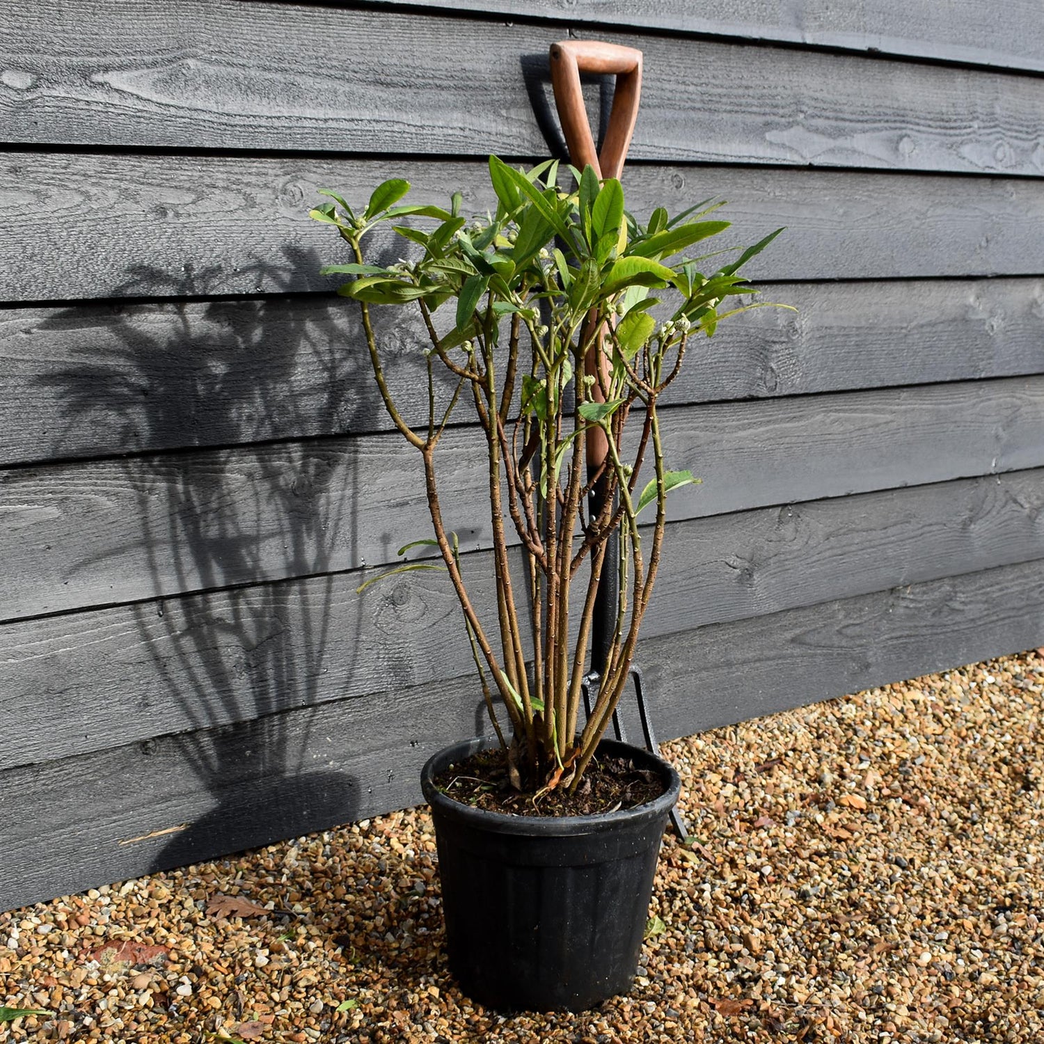 Edgeworthia chrysantha 'Grandiflora'  - Shrub - Height 60-80cm - 10lt