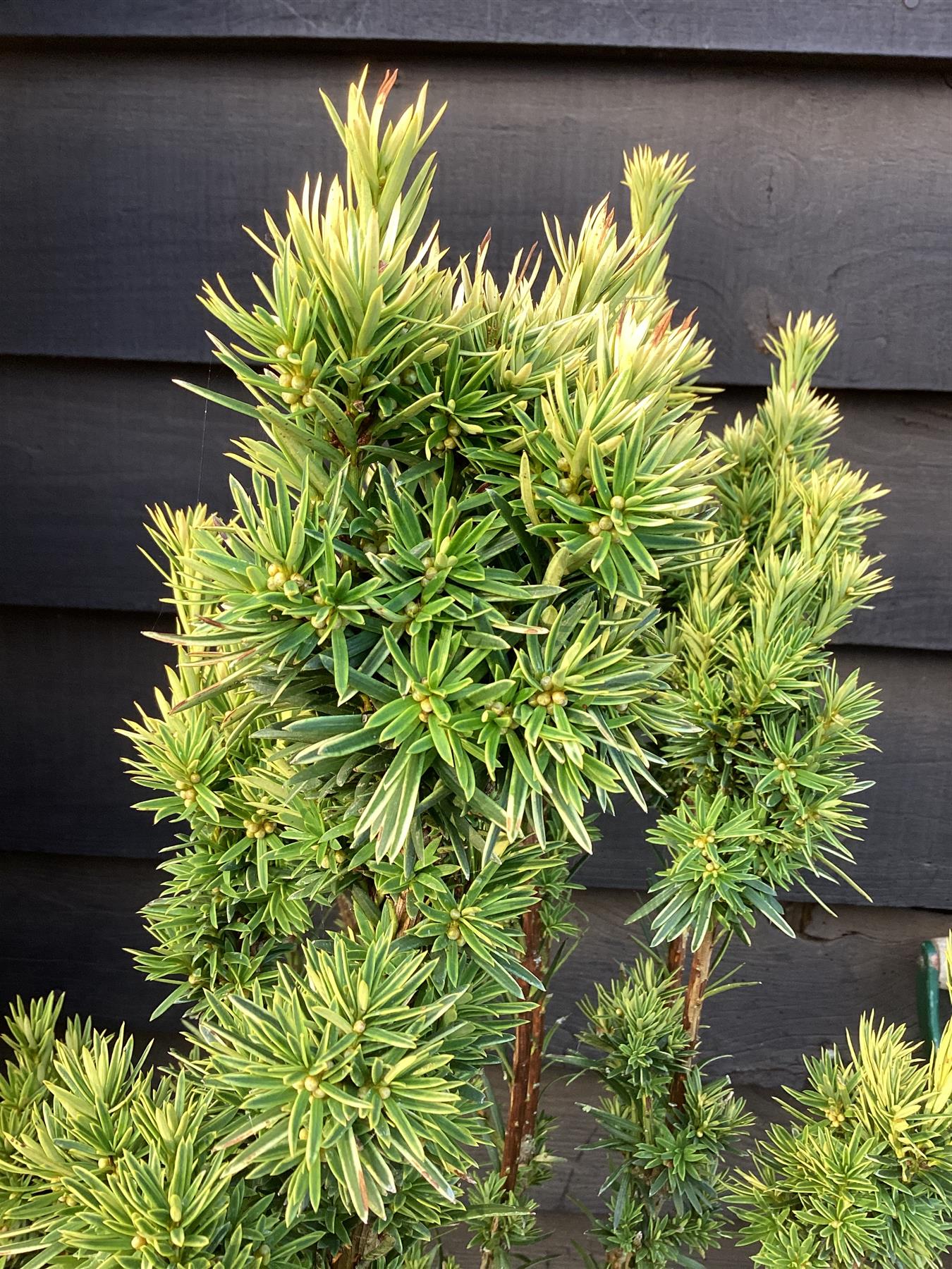 Taxus baccata Fastigiata Aurea - 150-200cm, 20lt