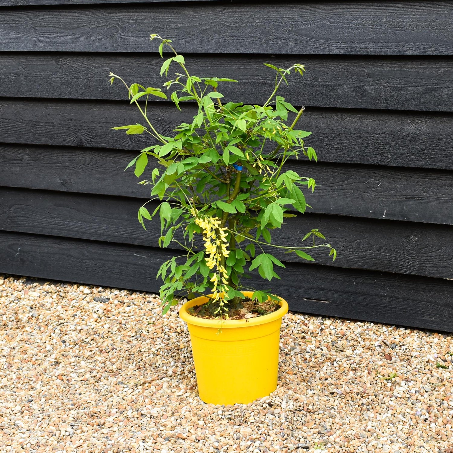 Laburnum x watereri 'Vossii' | Golden Chain Shrub - Height 50-60cm - 10lt