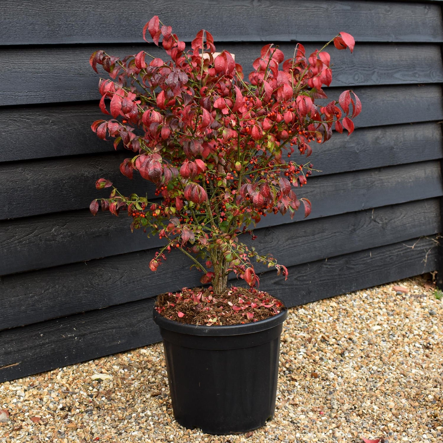 Euonymus alatus Compactus - Height 60-80cm - Bushy - 20lt
