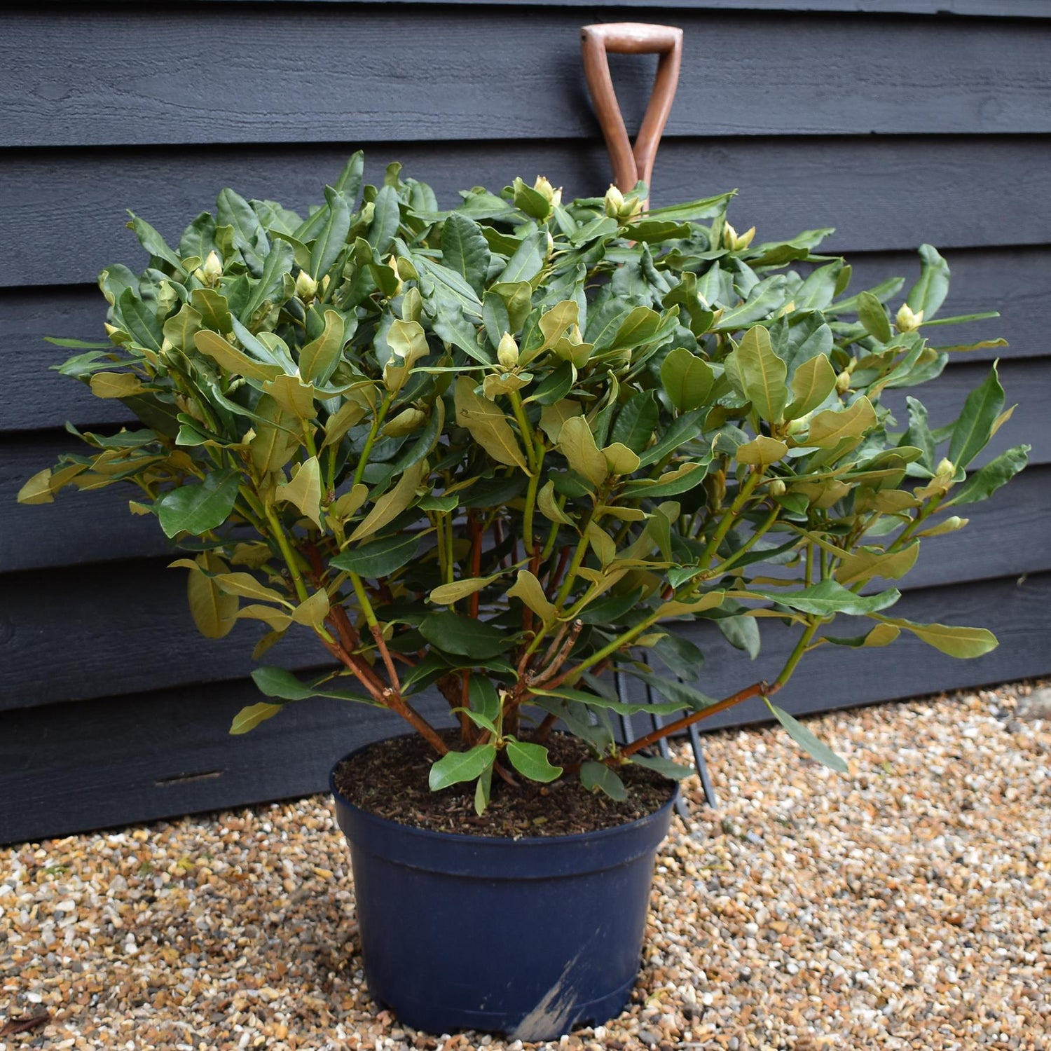 Rhododendron 'Nova Zembla' - Shrub - Height 55-65cm - Width 80-90cm - 15lt