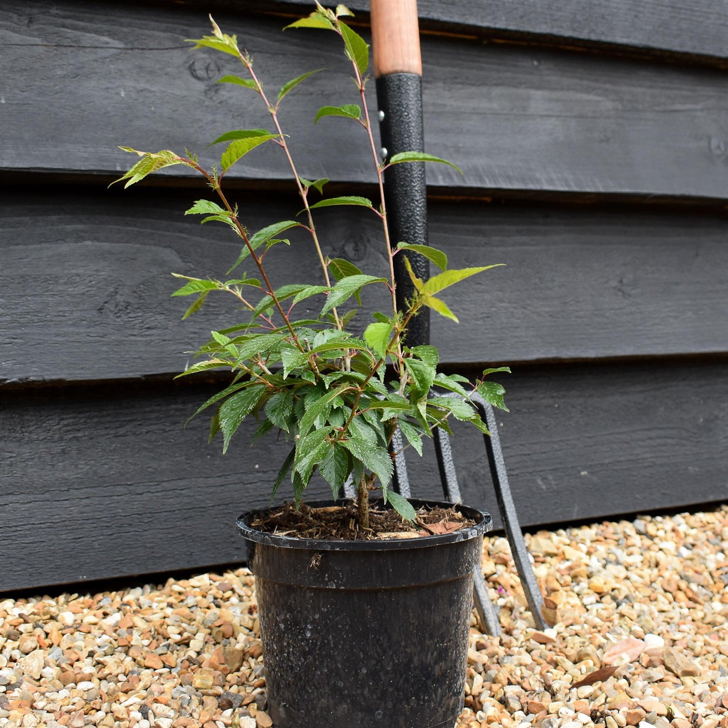 Prunus 'Okame' _ Height 40-55cm - Cherry - 2lt
