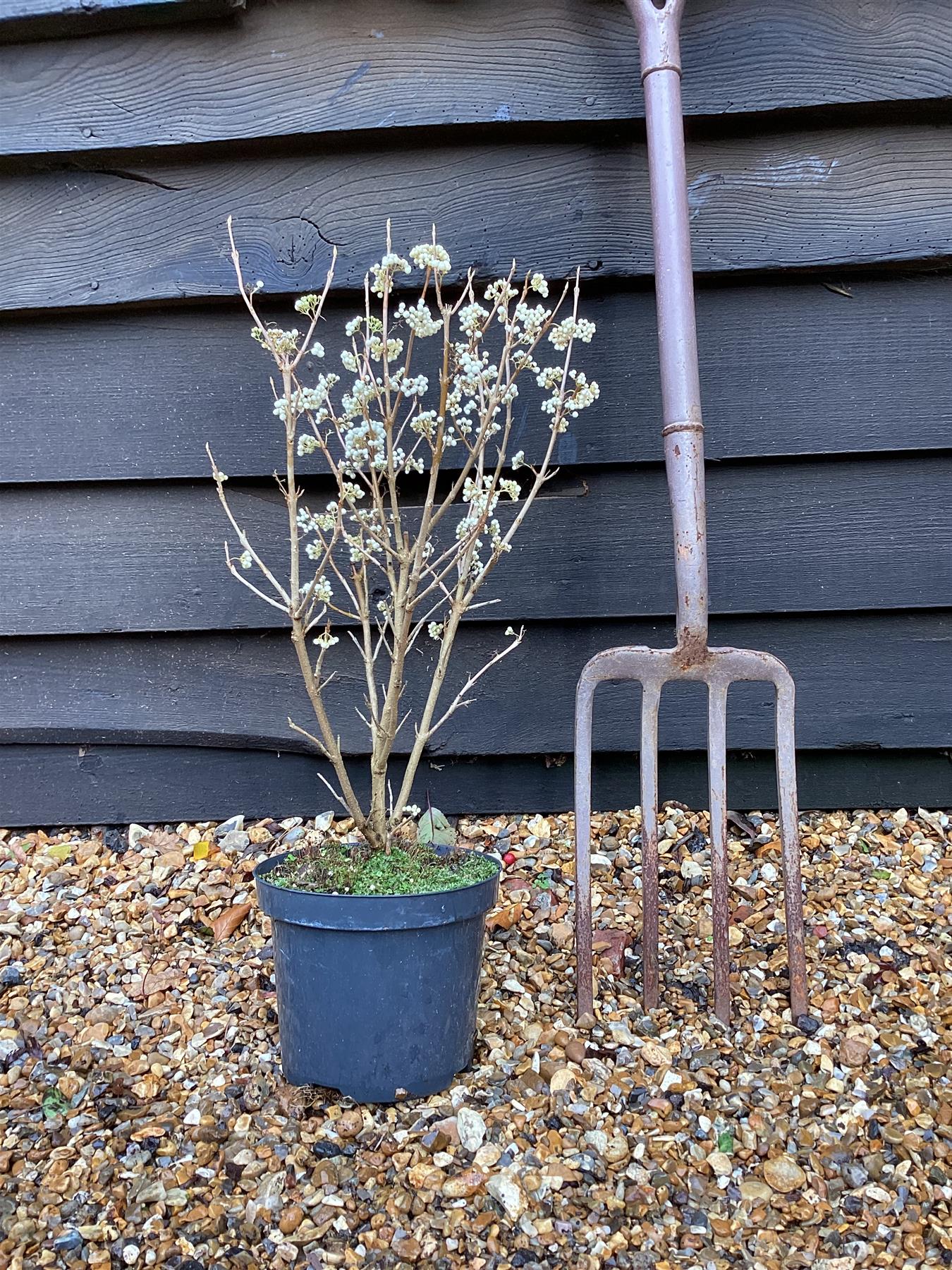 Callicarpa bodinieri 'Snowstar' | White Beauty Berry - 60-70cm, 3lt
