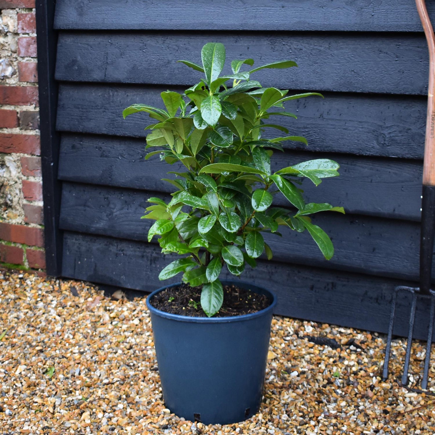Cherry Laurel 'On fire' | Prunus laurocerasus On Fire -Height 50-60cm - 12lt