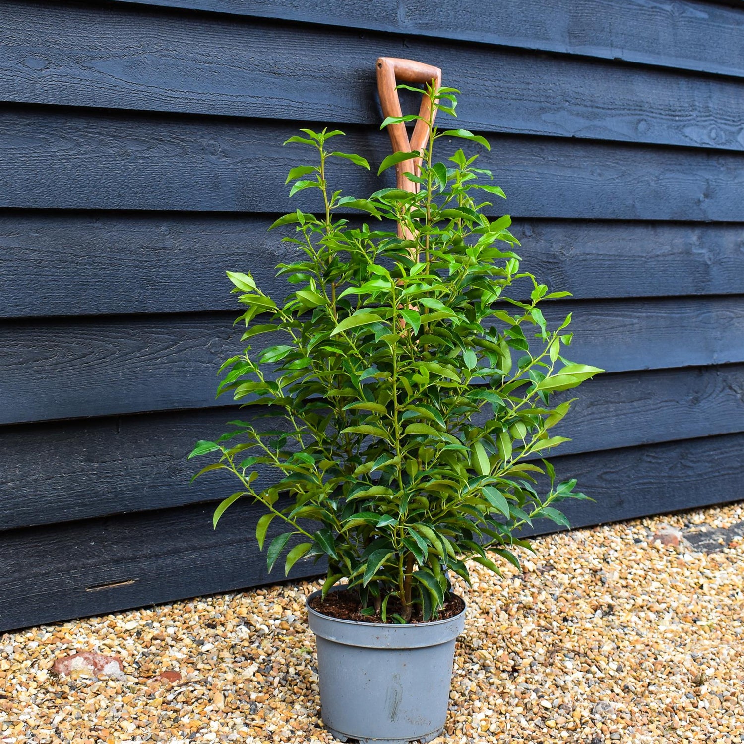 Portuguese Laurel Myrtifolia | Prunus lusitanica 'Angustifolia' - Pot Grown - Well Rooted - Height 50-80cm - 5lt