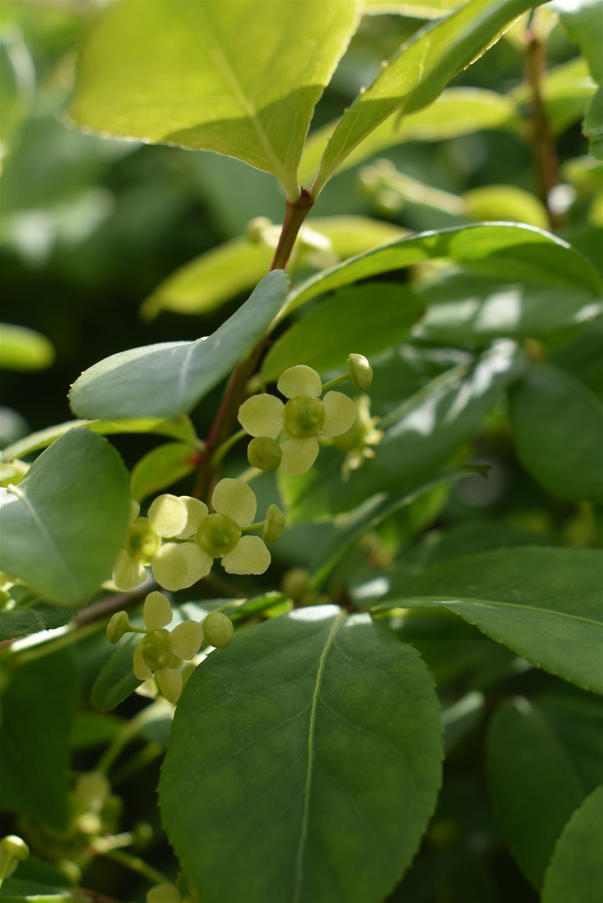 Euonymus alatus Compactus | Winged Spindle Tree - Compact - 120-140cm - 70lt