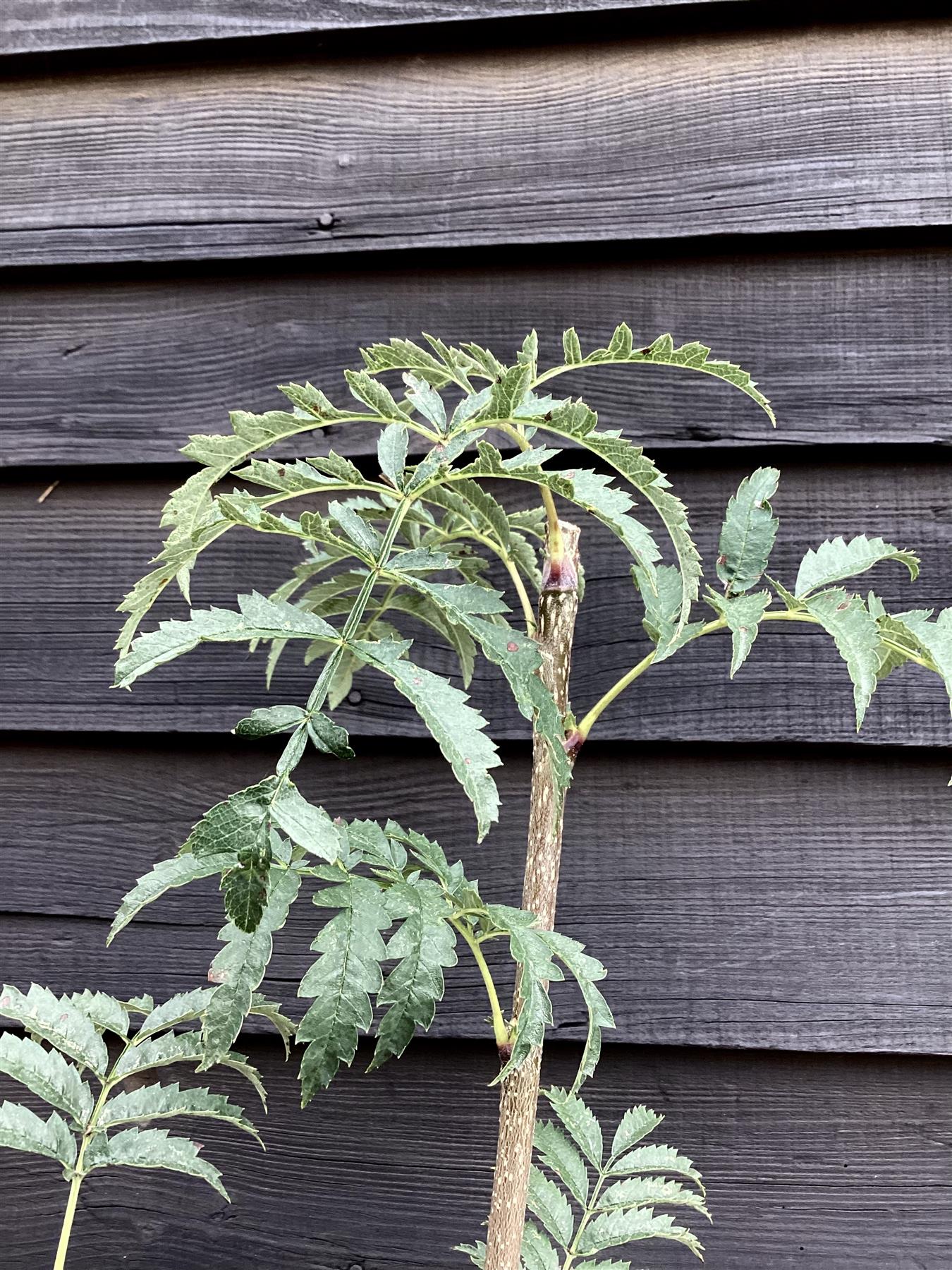 Sorbus aucuparia Asplenifolia | Rowan | Mountain Ash - Height 180-200cm - 12lt