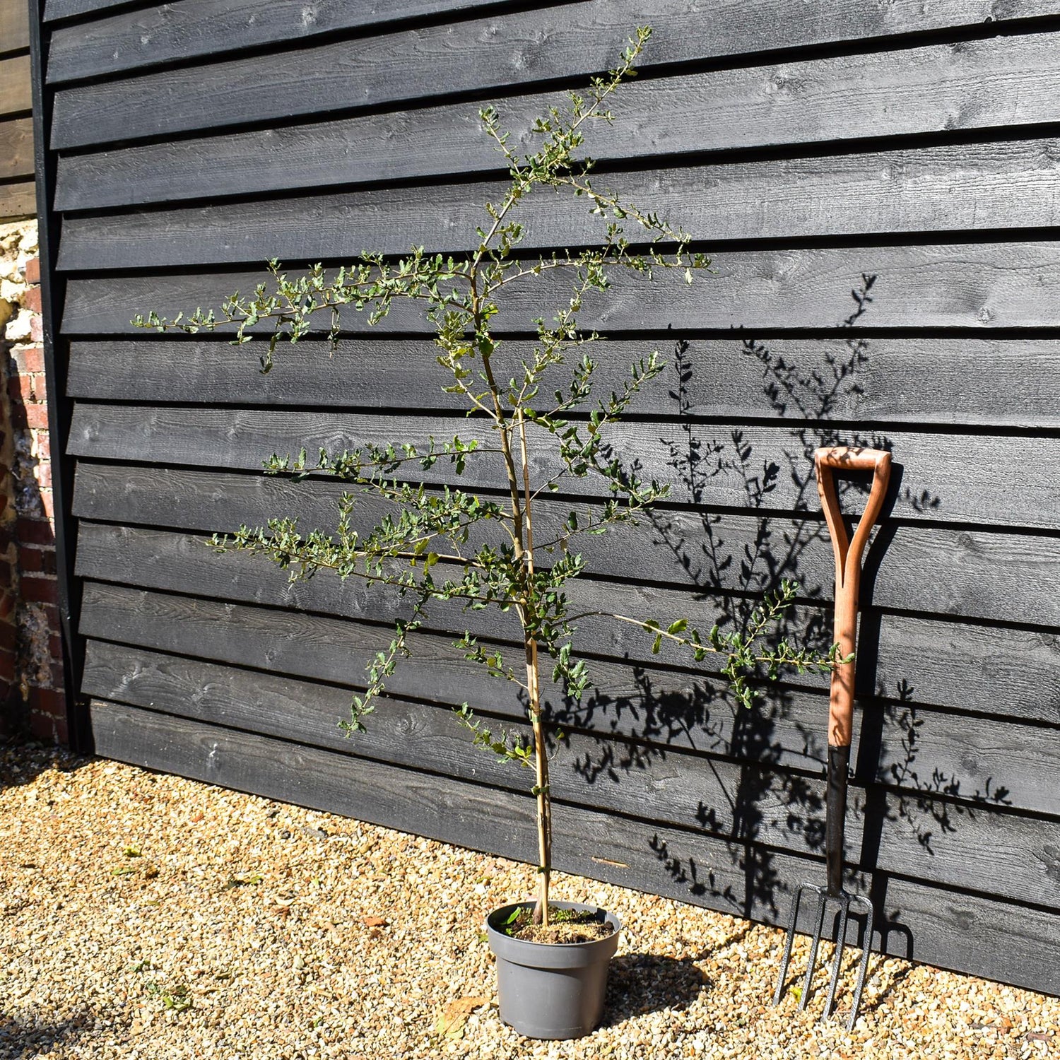 Cork Oak | Quercus suber - Height 150-180cm - Pot Grown - 5lt